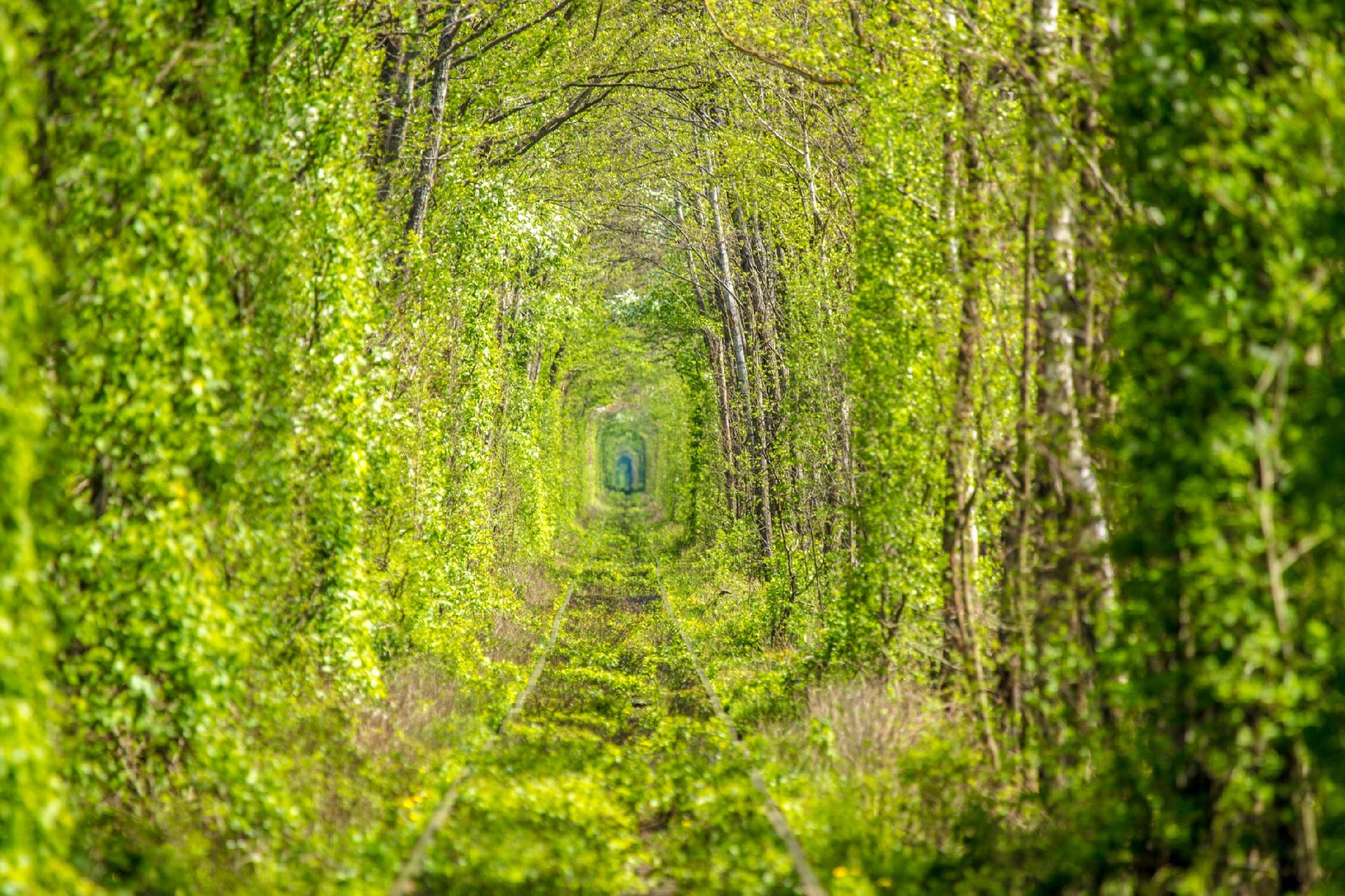 FOTOTAPETA KRAJOBRAZ LAS DRZEWA TUNEL Z DRZEW