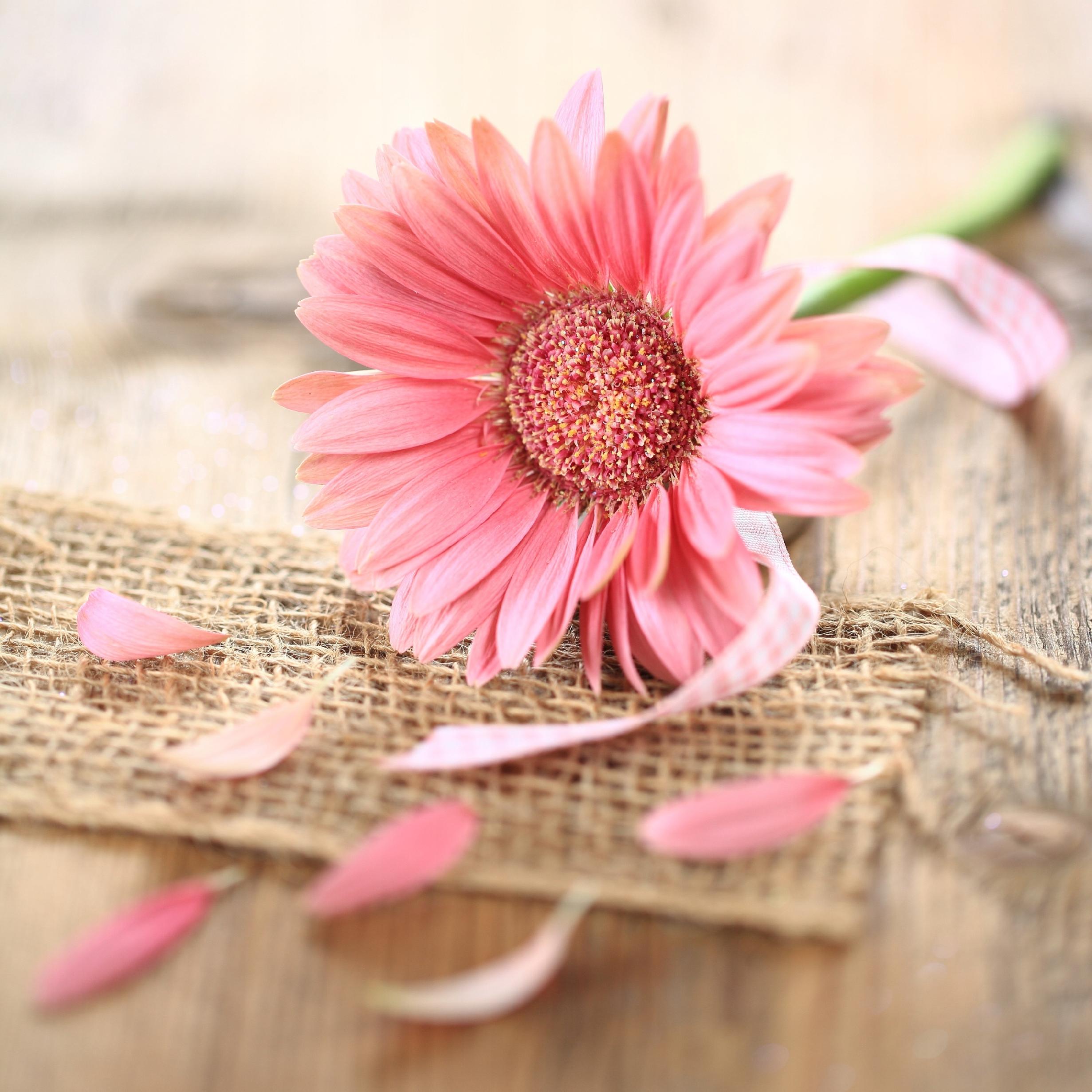 FOTOTAPETA KWIATY RÓŻOWY KWIATEK PŁATKI