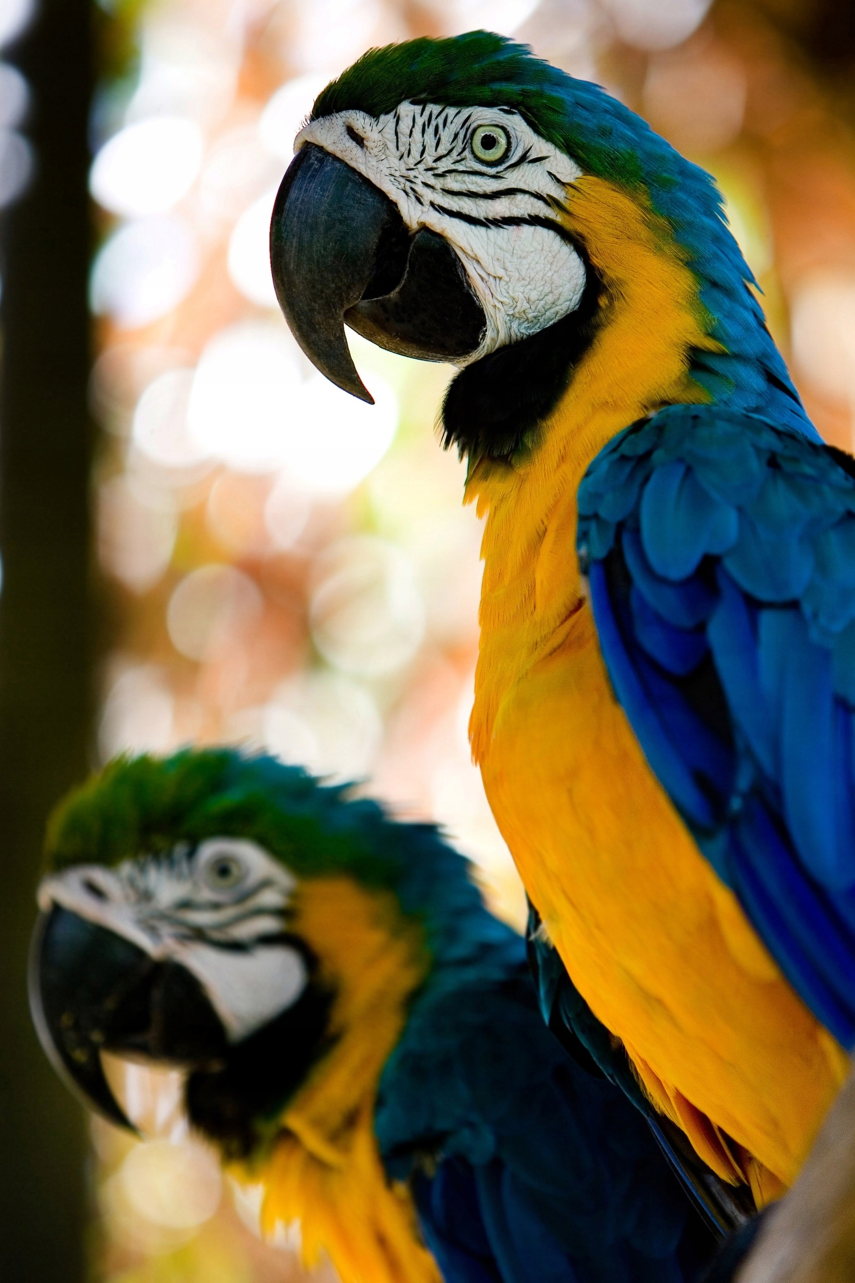 FOTOTAPETA ZWIERZĘTA PAPUGI NATURA NA WYMIAR