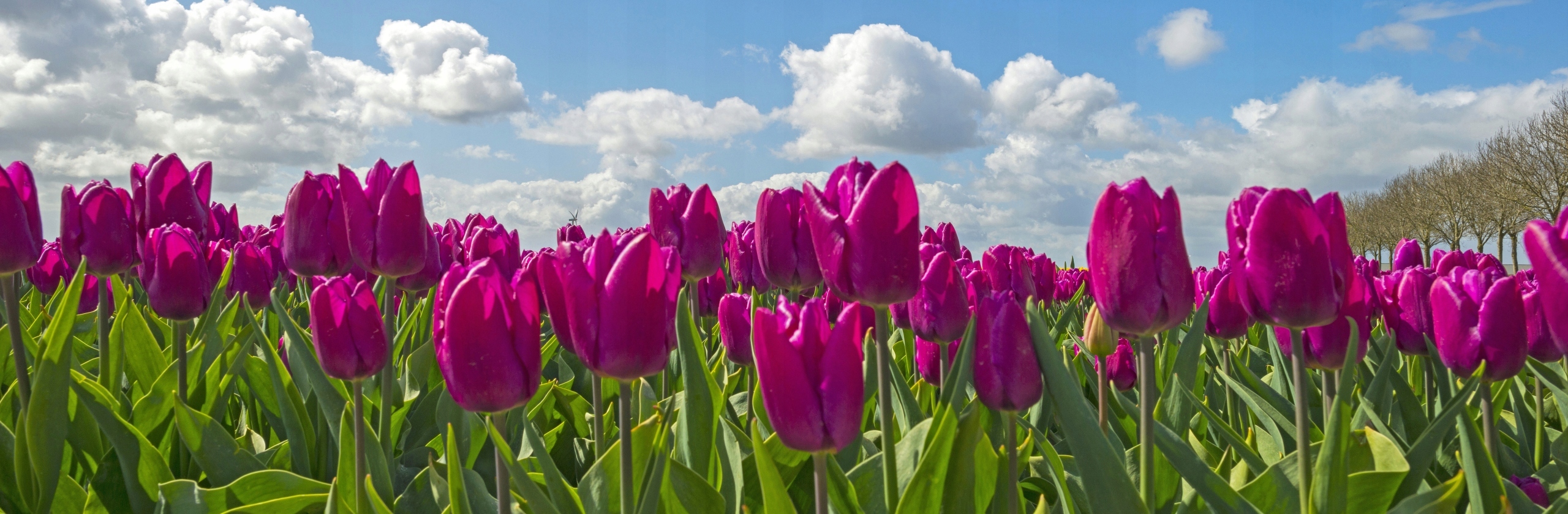 FOTOTAPETA TULIPANY FIOLET KUCHNIA SALON