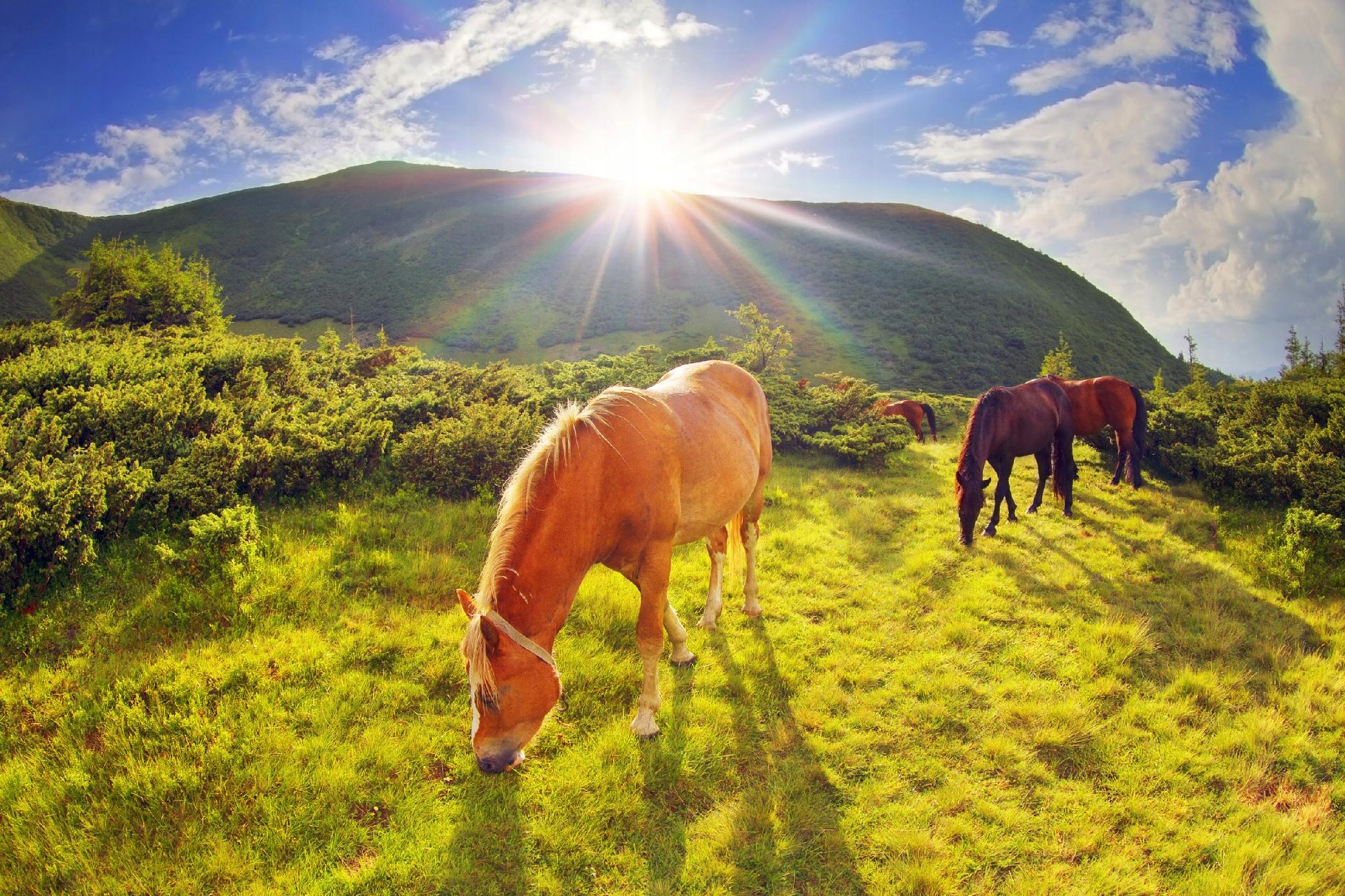 FOTOTAPETA KONIE ŁĄKA POLANA WIDOK NIEBO
