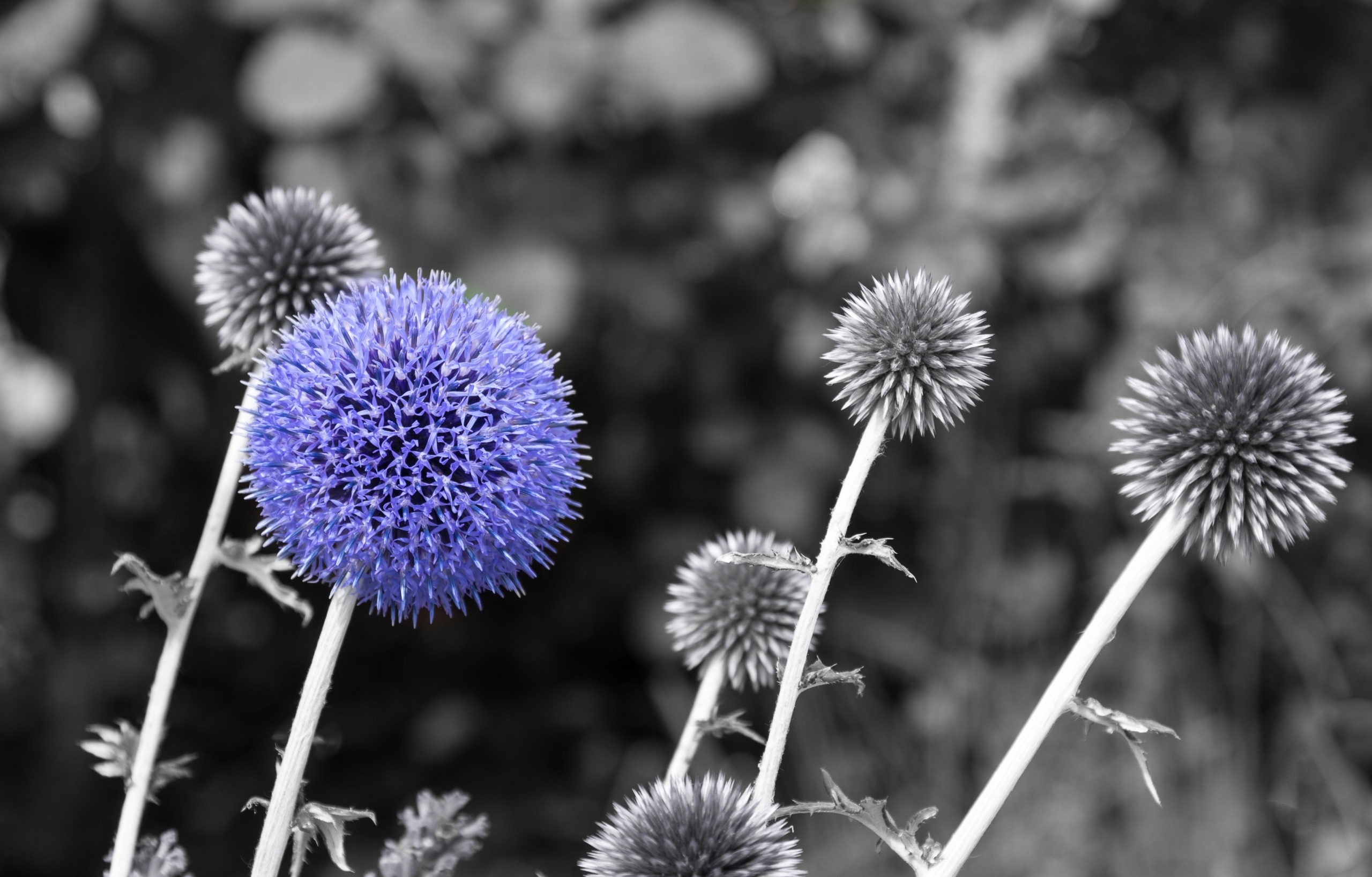 FOTOTAPETA TURKUSOWE DMUCHAWCE NASIONA DMUCHAWCA
