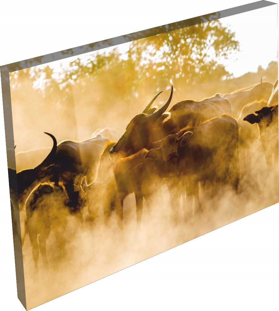 OBRAZ na płótnie zwierzęta widok safari 120x80