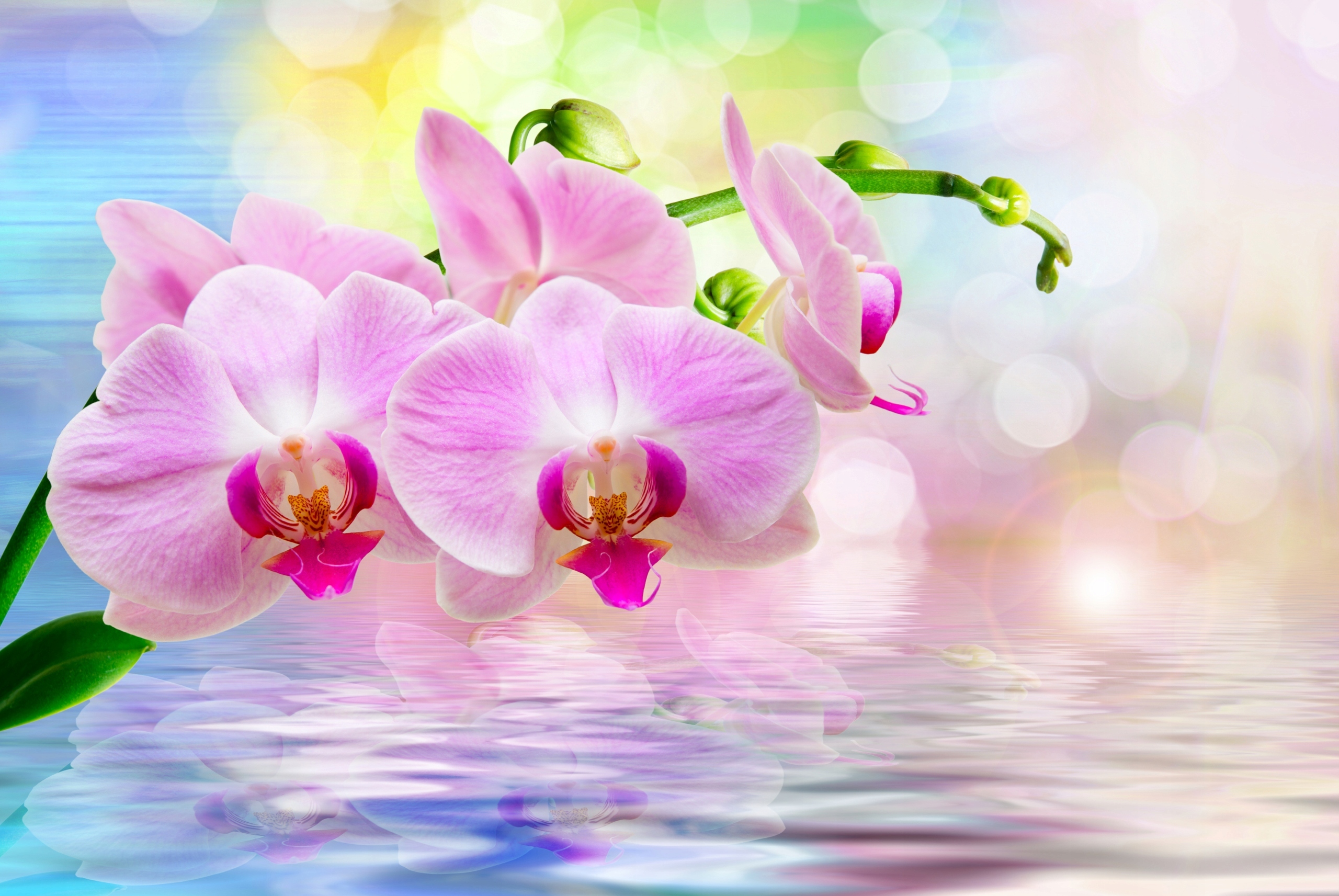 FOTOTAPETA STORCZYK WODA DEKORACJA SALON 395x280