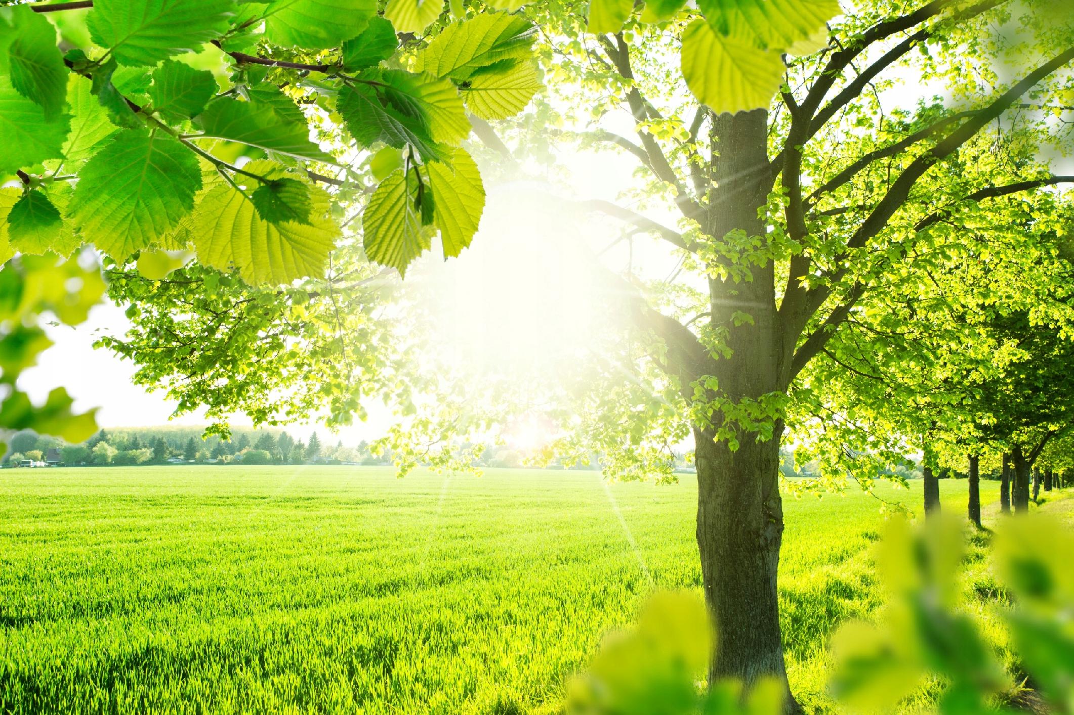 FOTOTAPETA KRAJOBRAZ ZIELONA POLANA DRZEWA WIOSNA