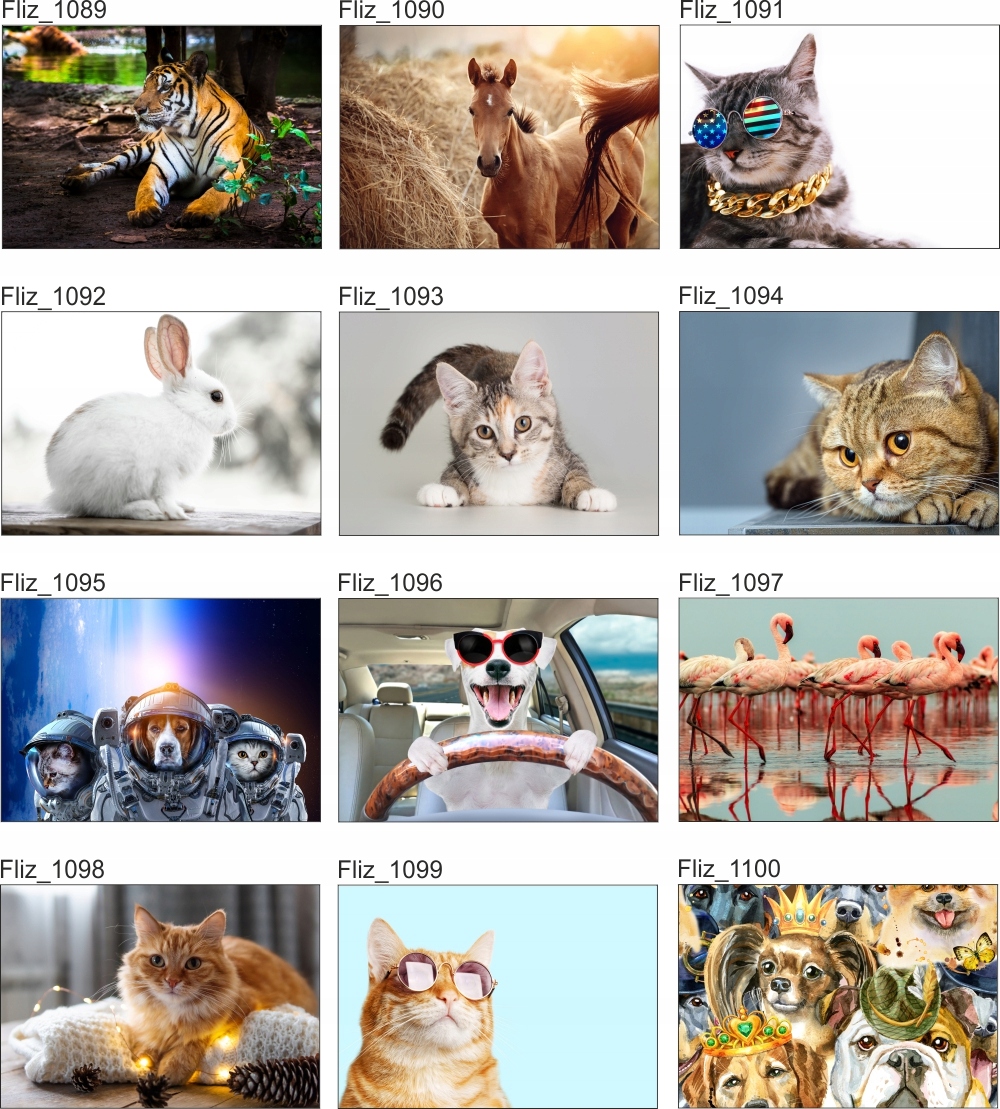 FOTOTAPETA liście tygrys dżungla zwierzęta 350x245