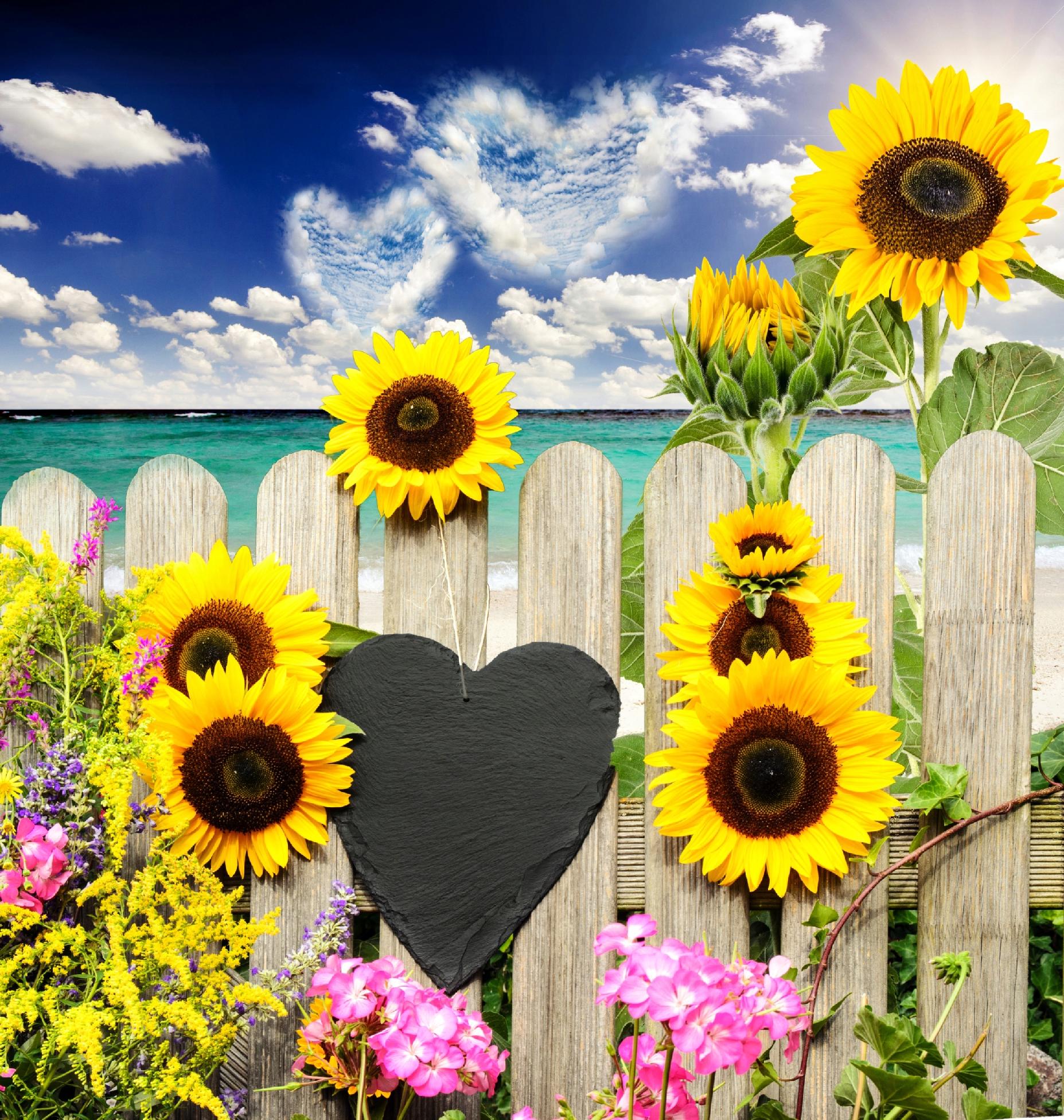 FOTOTAPETA SŁONECZNIKI PŁOT SERCE NA WYMIAR