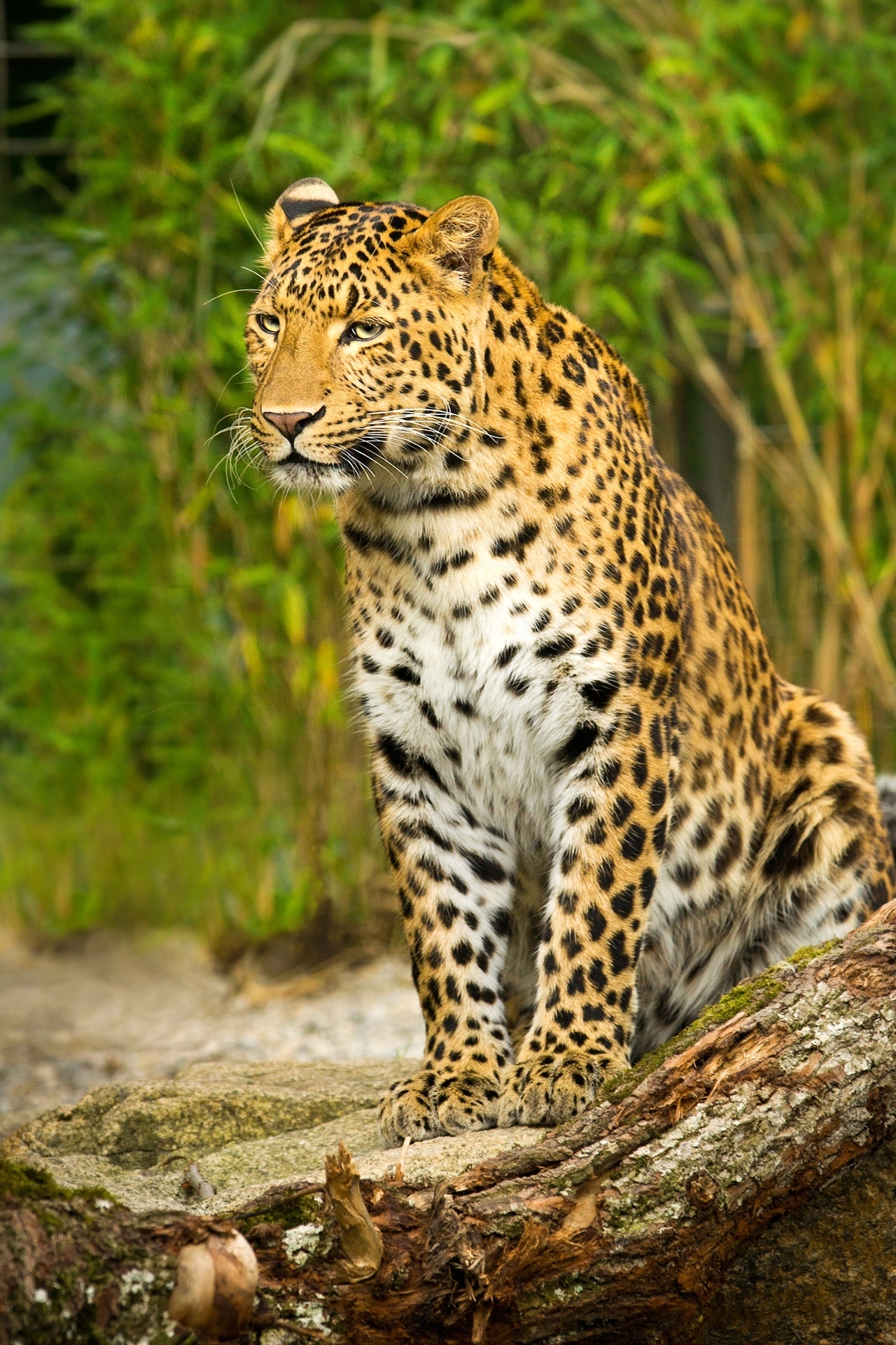 FOTOTAPETA ZWIERZĘTA NATURA JAGUAR