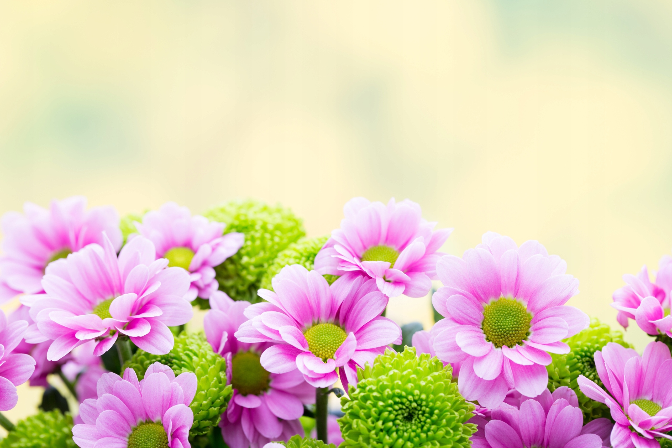 FOTOTAPETA KWIATY DEKORACJA