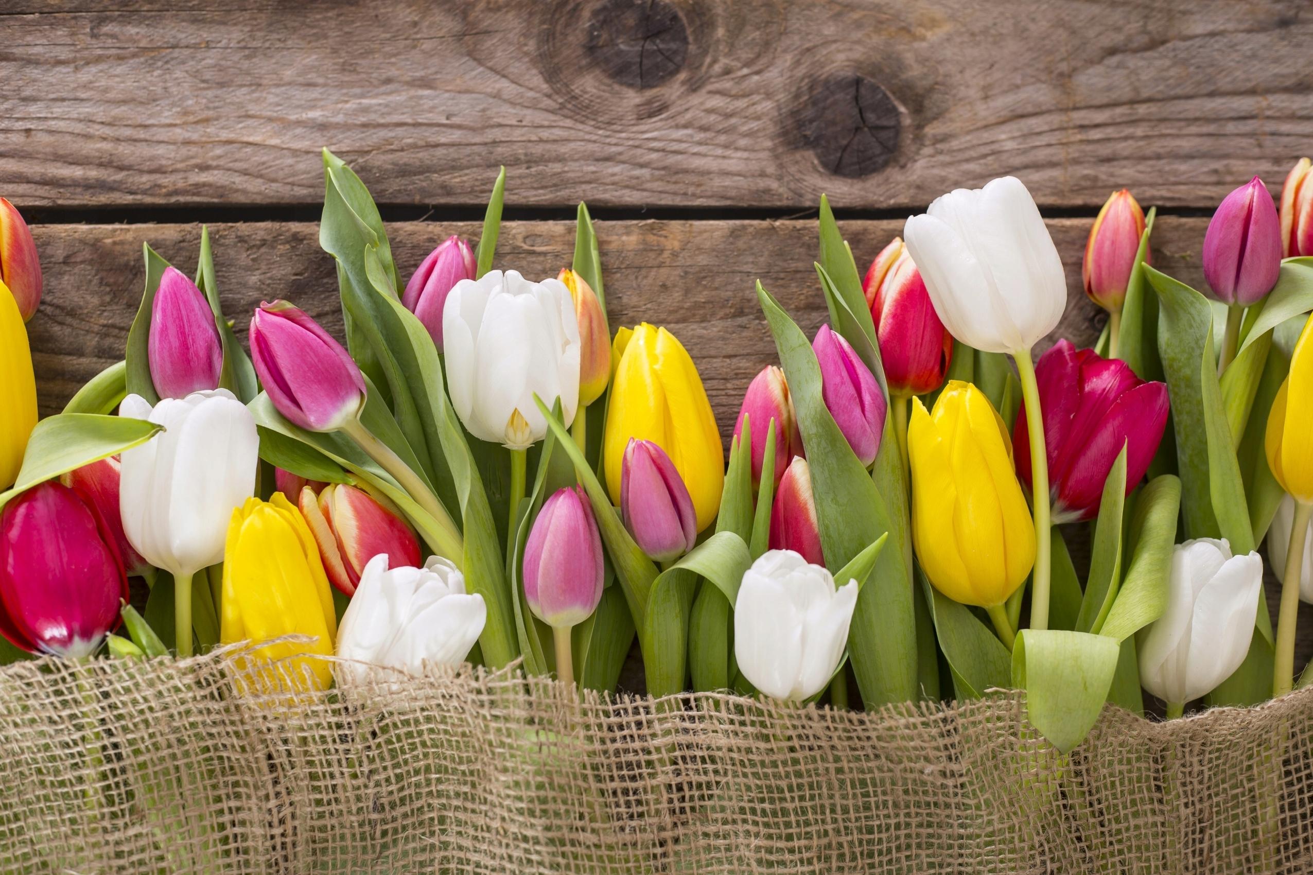 FOTOTAPETA TULIPANY KOLOROWE PŁÓTNO SALON 260x180