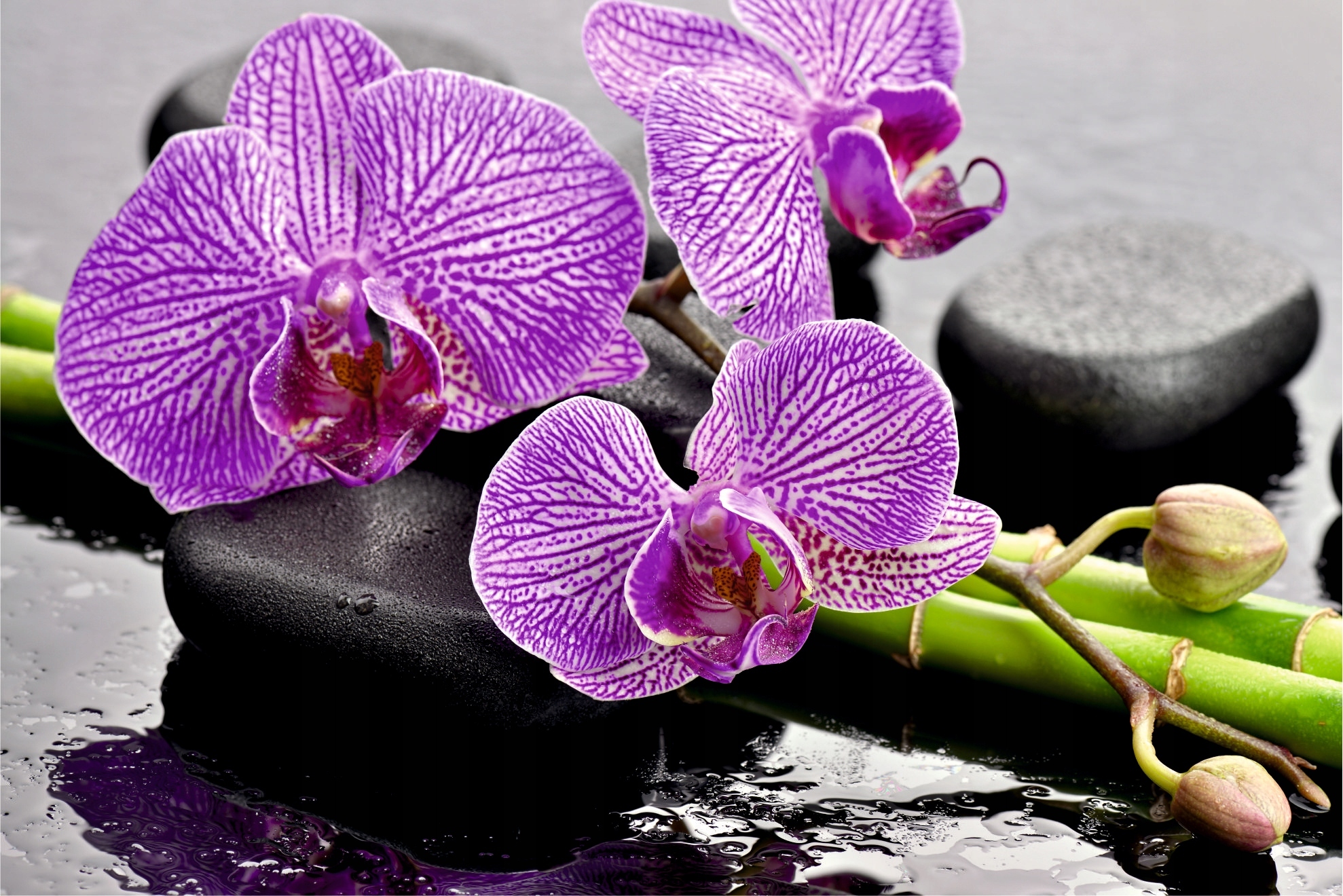 FOTOTAPETA STORCZYK NA KAMIENIACH KUCHNIA SALON