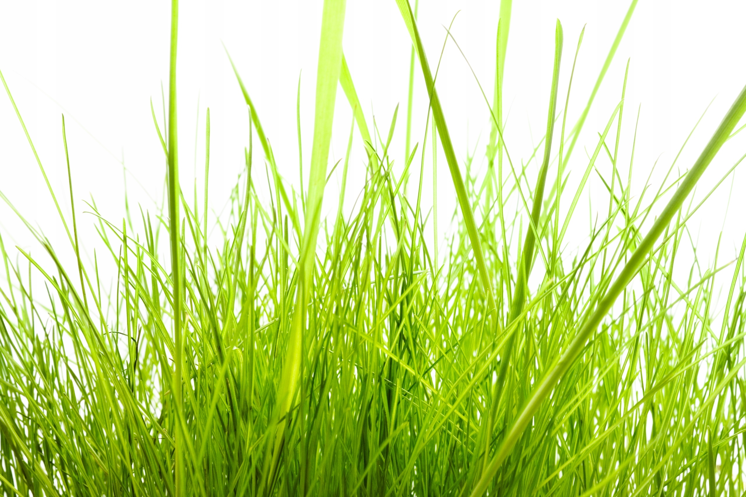 FOTOTAPETA KRAJOBRAZ TRAWA WIDOK ZIELONA TRAWA