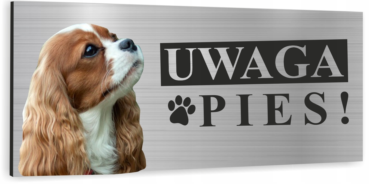 Tabliczka UWAGA PIES CAVALIER KING CHARLES SPANIEL