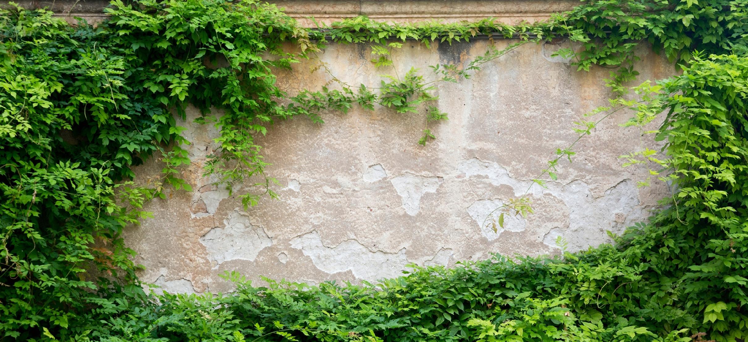 FOTOTAPETA mur ściana w liściach rośliny natura