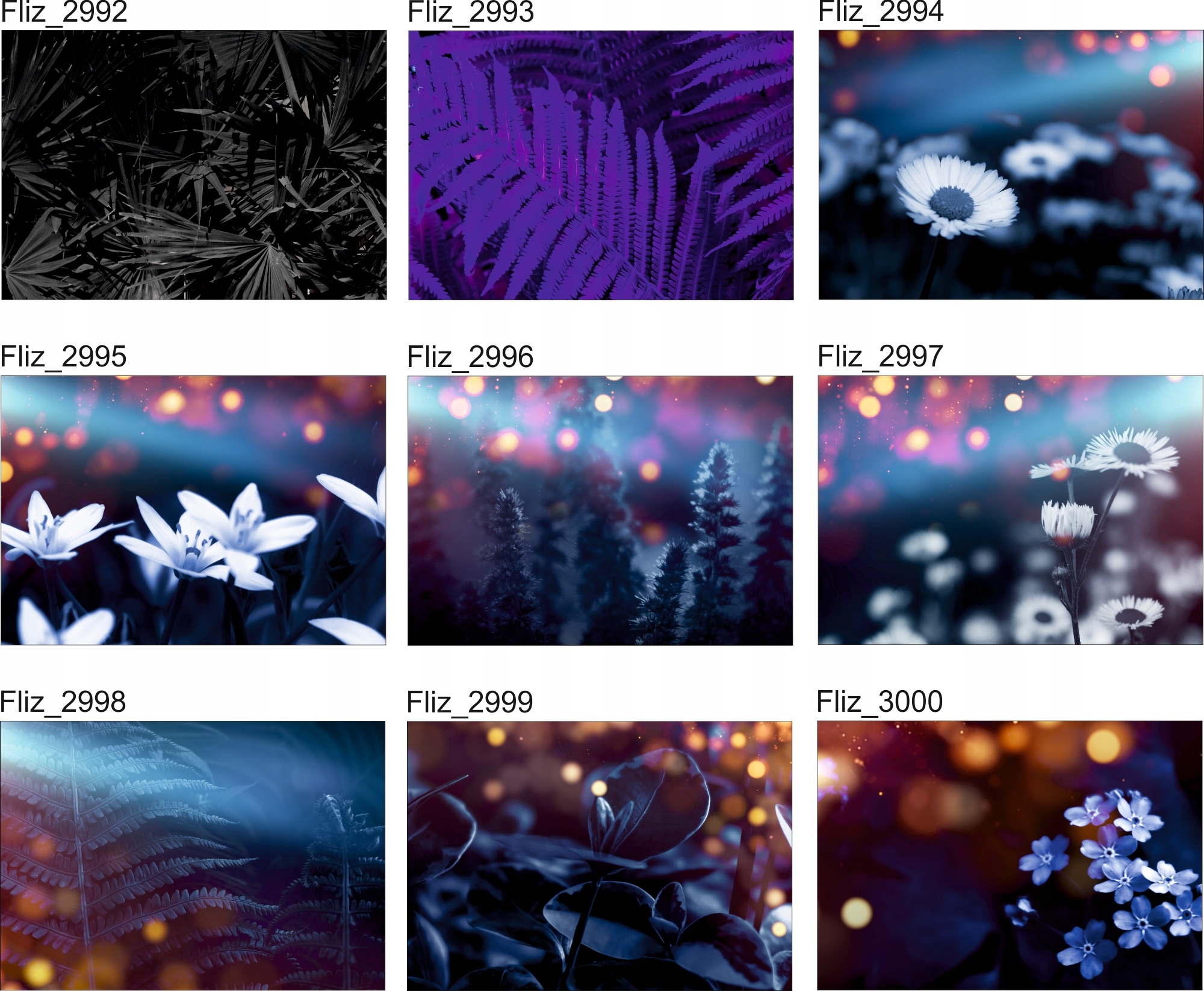 FOTOTAPETY Las we Mgle Drzewa Widok paprotki