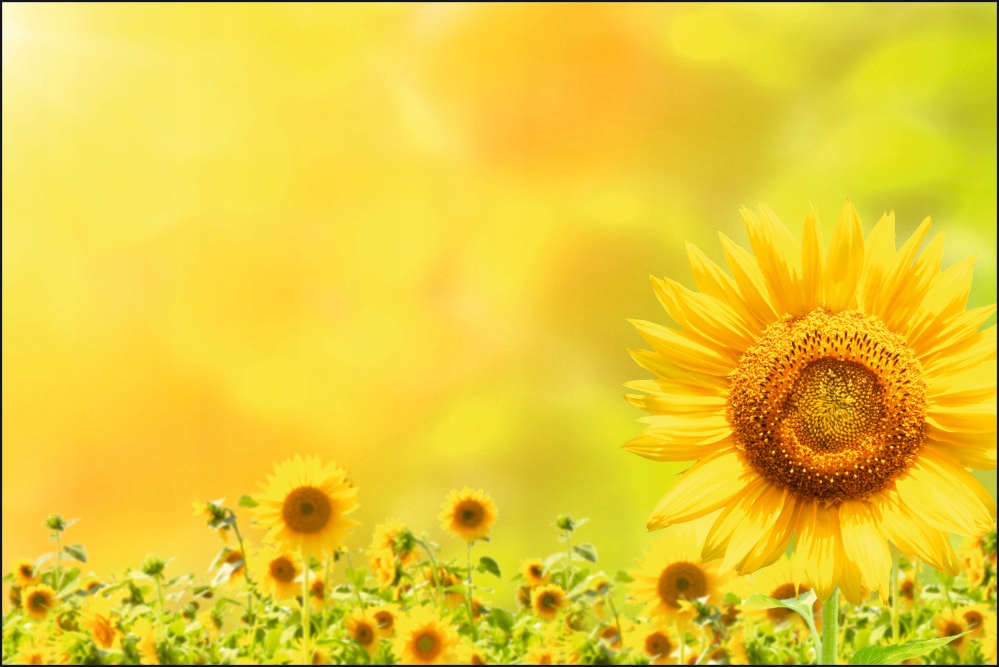 Tło fotograficzne Produktowe FLAT LAT Kulinarne