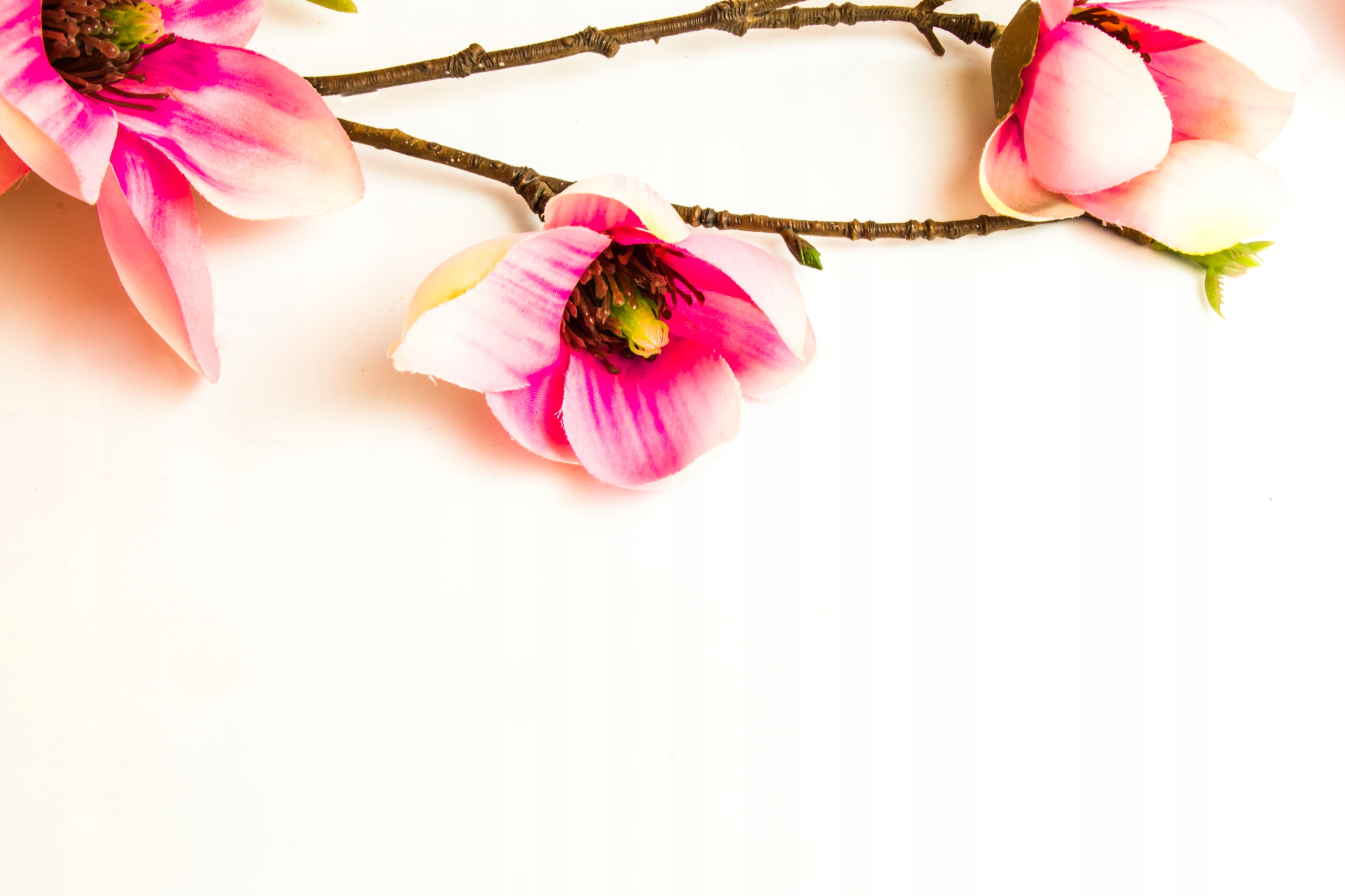 FOTOTAPETAKWIAT MAGNOLIA WYSTRÓJ