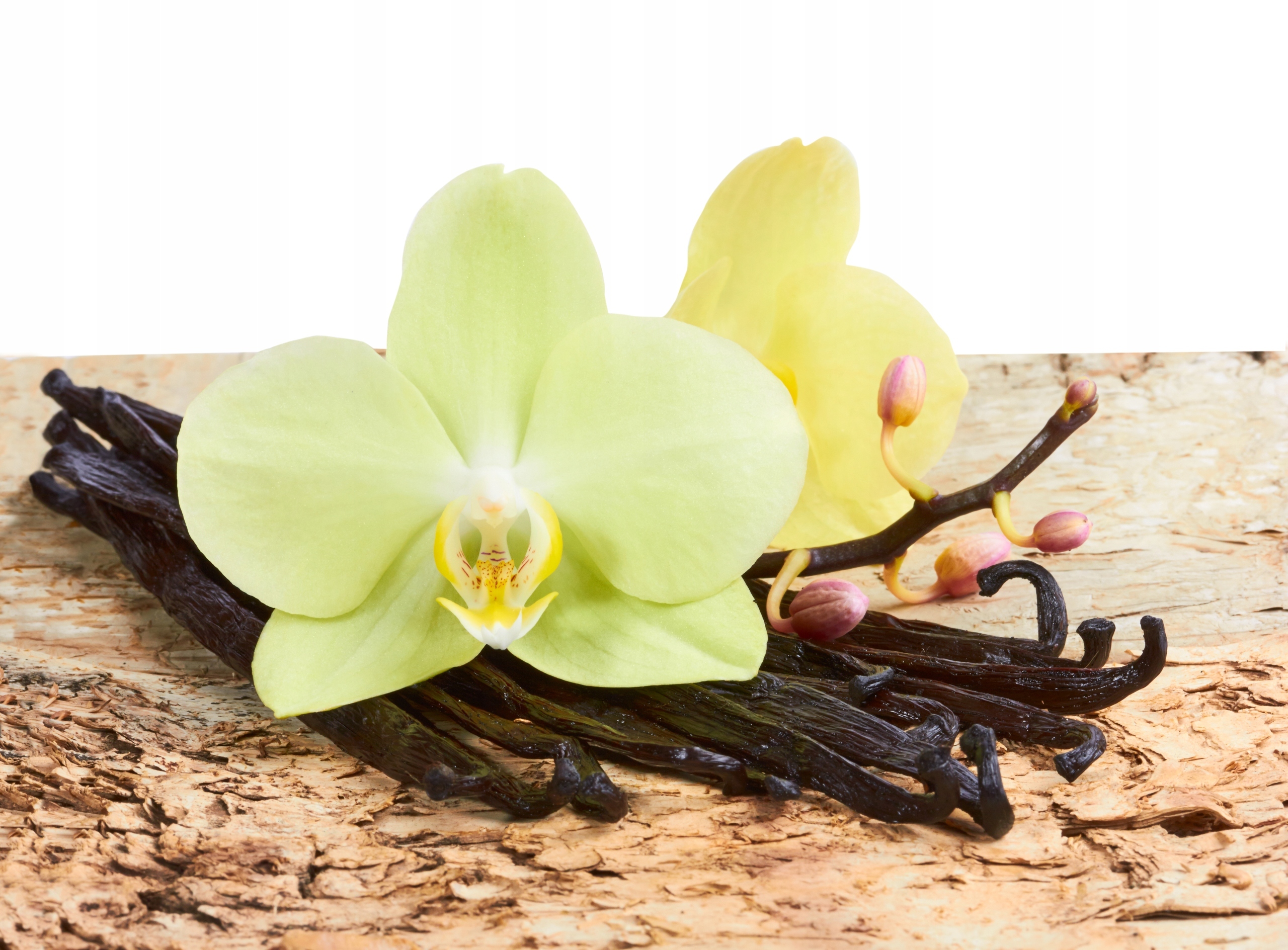 FOTOTAPETA kuchenna KWIAT STORCZYK WANILIA