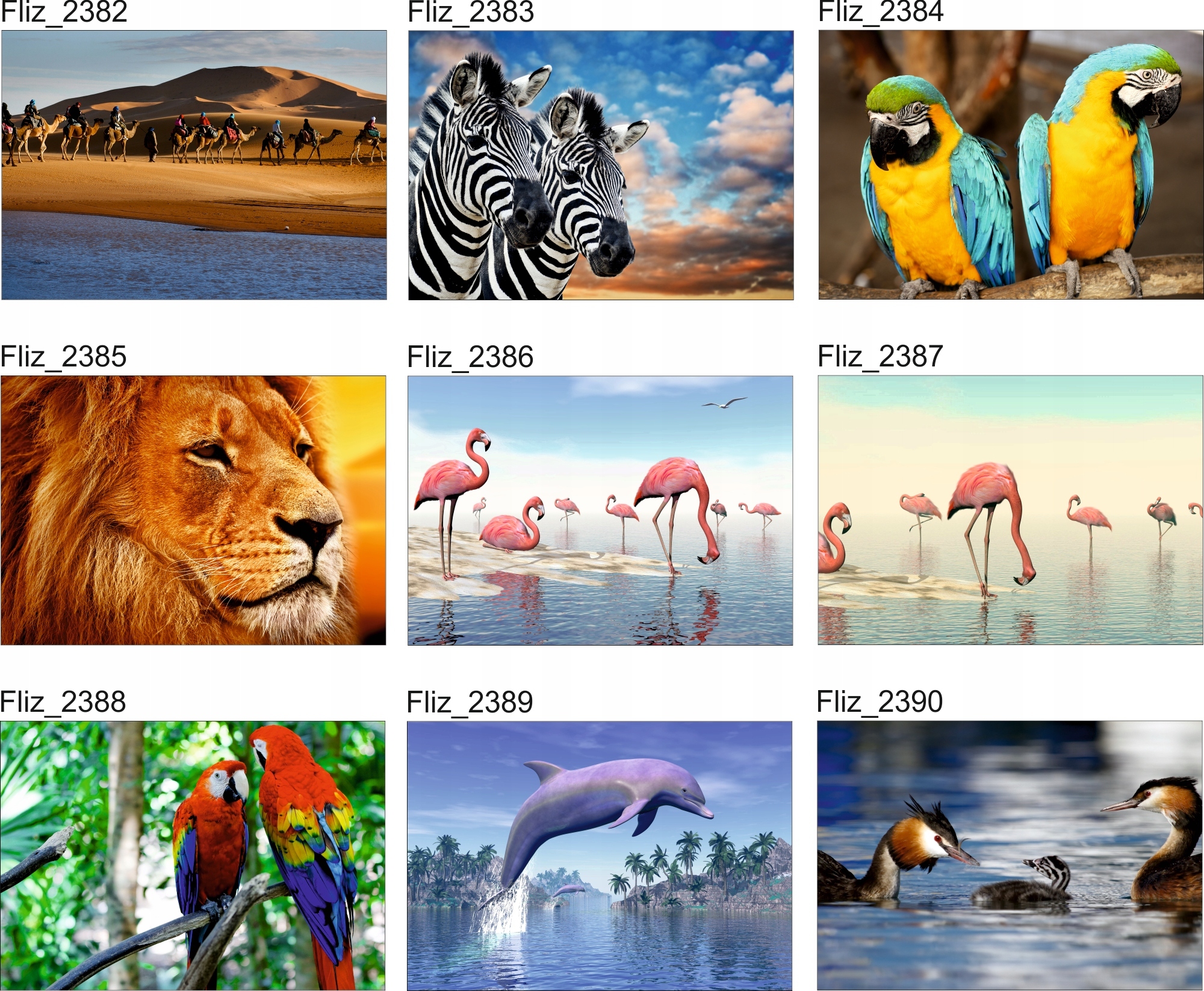 FOTOTAPETA KOT ZWIERZĘTA NATURA