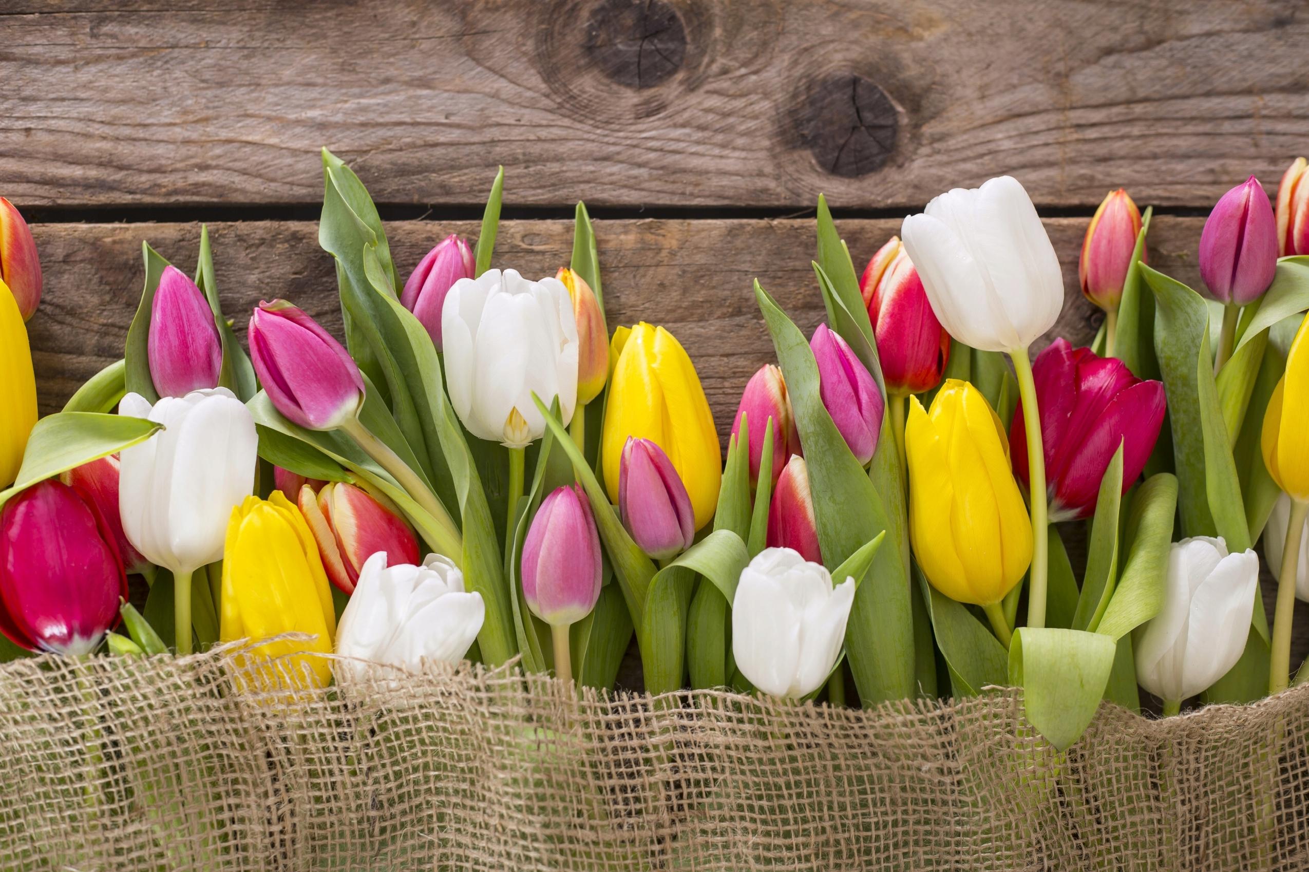 FOTOTAPETA TULIPANY KOLOROWE PŁÓTNO SALON