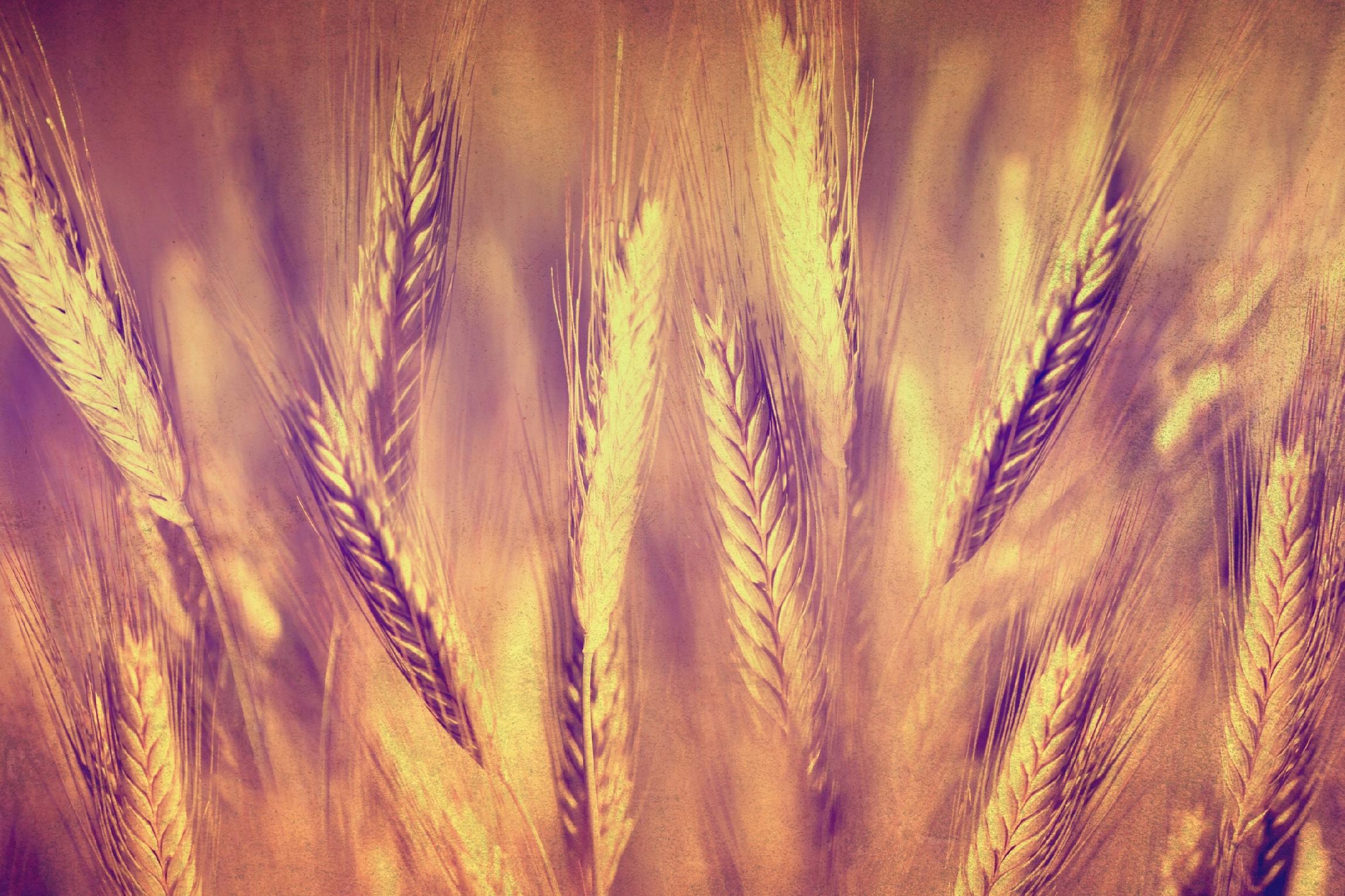 FOTOTAPETA KWIATY KŁOSY ZBOŻA ŁĄKA