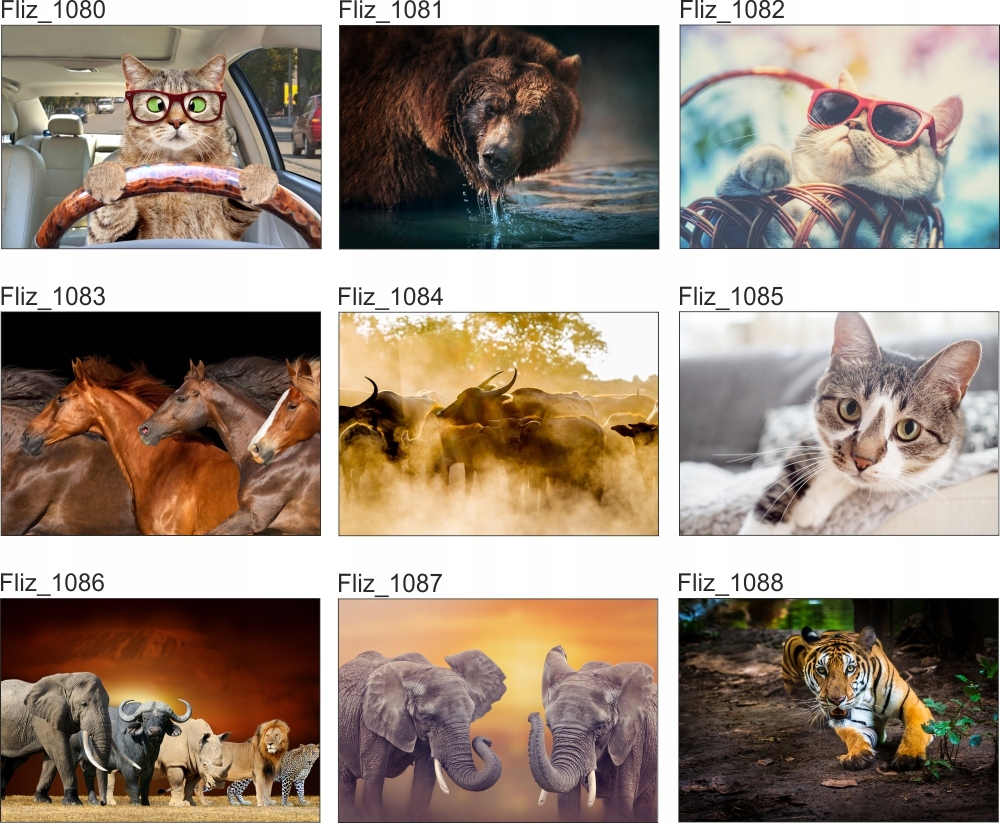 FOTOTAPETA liście tygrys dżungla zwierzęta 350x245