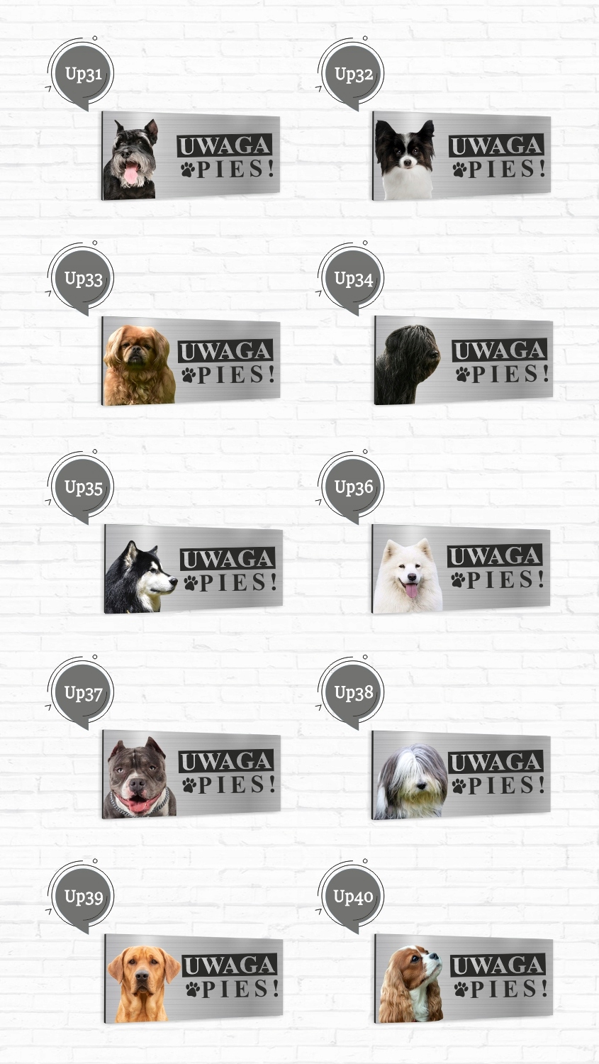 Tabliczka UWAGA ZŁY PIES - SAMOYED SAMOJED dibond