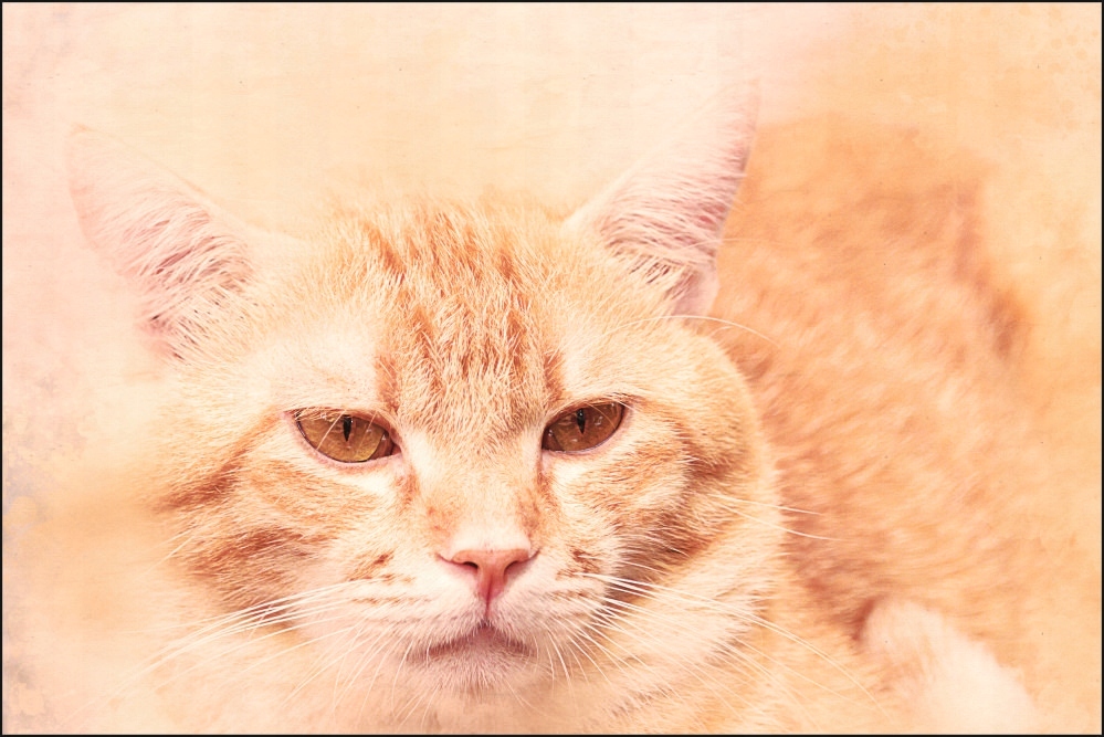 Tło fotograficzne Produktowe FLAT LAT Kulinarne