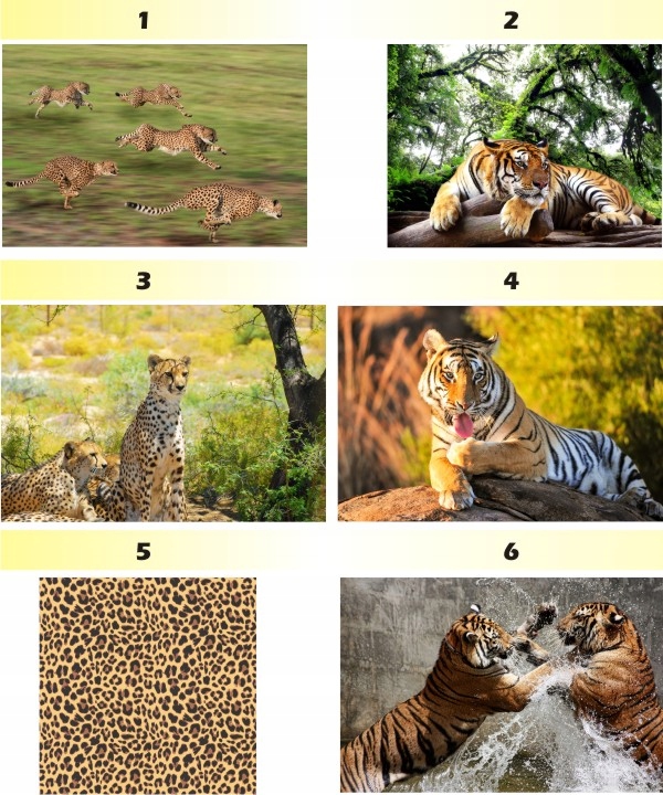 FOTOTAPETA zwierzęta brodzące FLAMINGI animacja