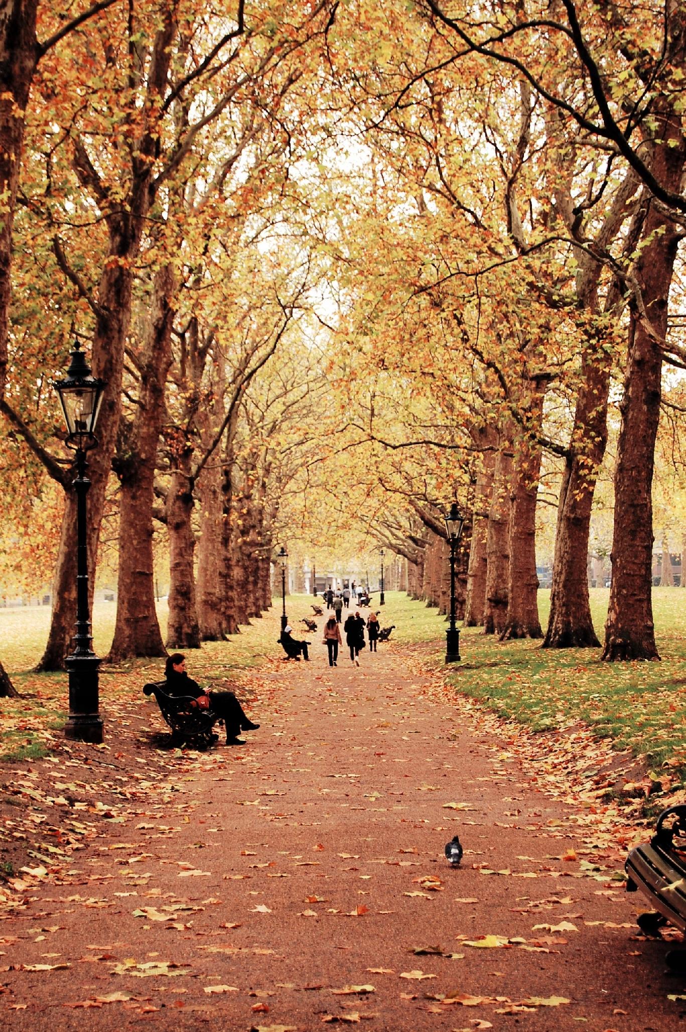 FOTOTAPETA MIASTO PARK NATURA JESIEŃ