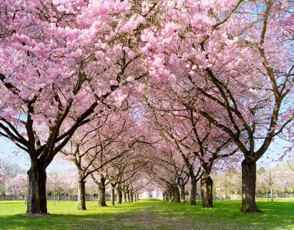 FOTOTAPETA KRAJOBRAZ WIDOK KWITNĄCE DRZEWA 260x180