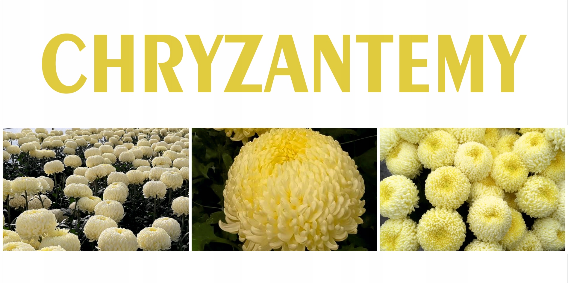 BANER na płot CHRYZANTEMY CREAMIST reklama plandek ŚWIĘTO ZMARŁYCH