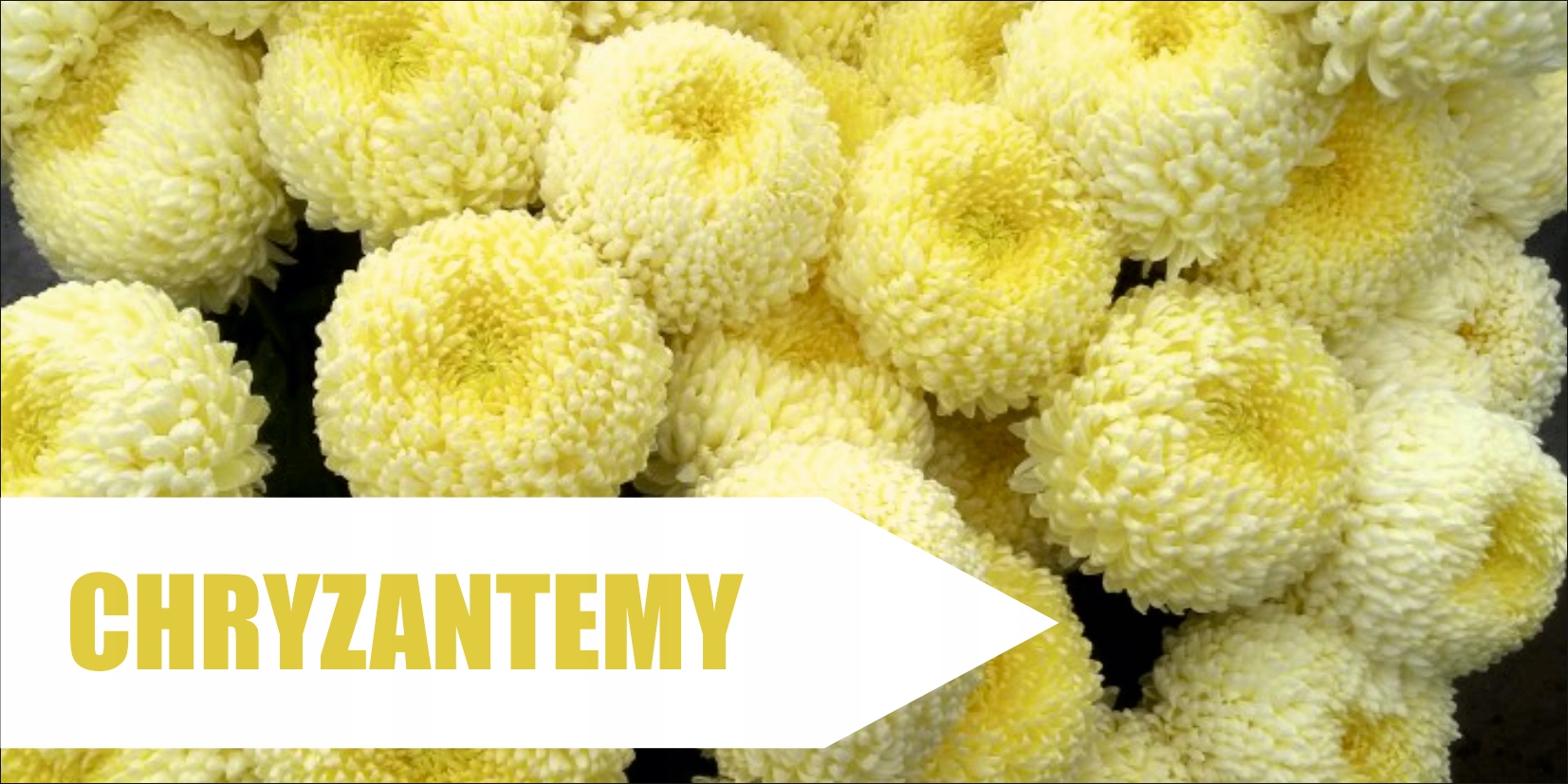 BANER na płot CHRYZANTEMY CREAMIST reklama plandek ŚWIĘTO ZMARŁYCH