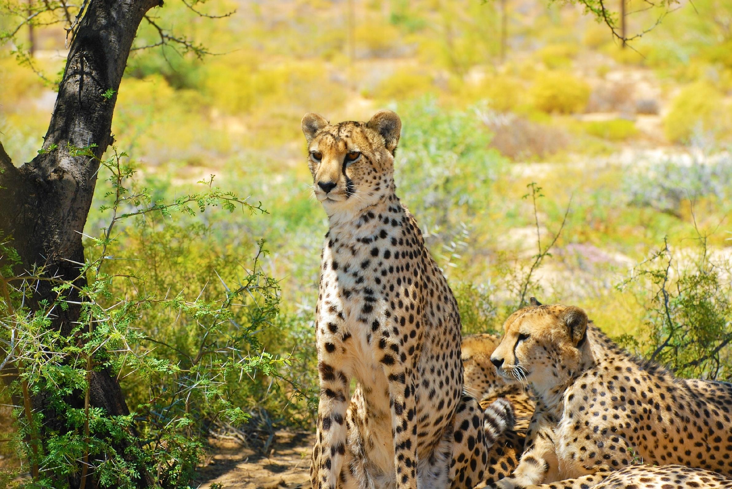 FOTOTAPETA NATURA ZWIERZĘTA LAMPARTY