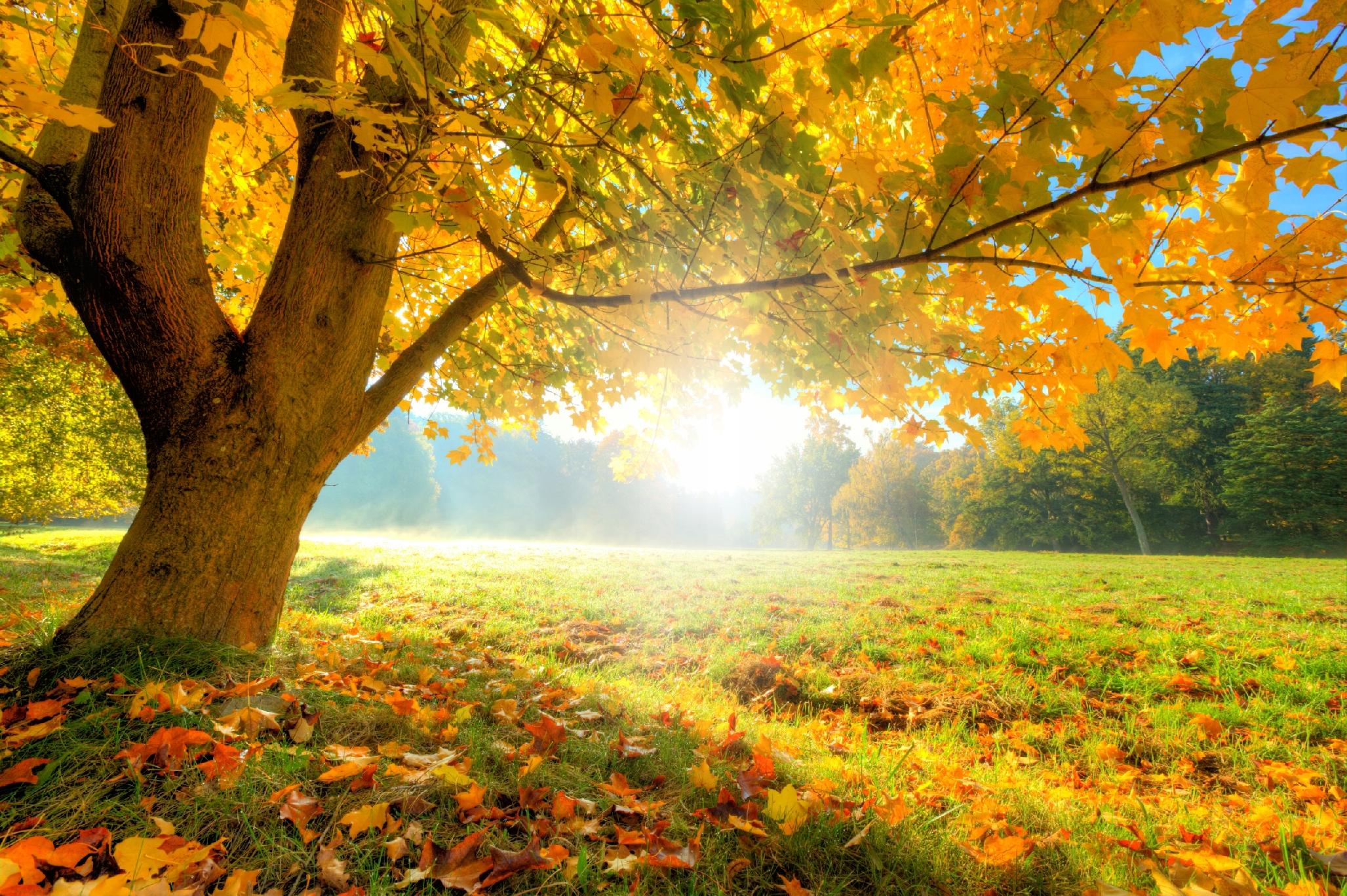 FOTOTAPETA KRAJOBRAZ WIDOK POLANA JESIENNE DRZEWA