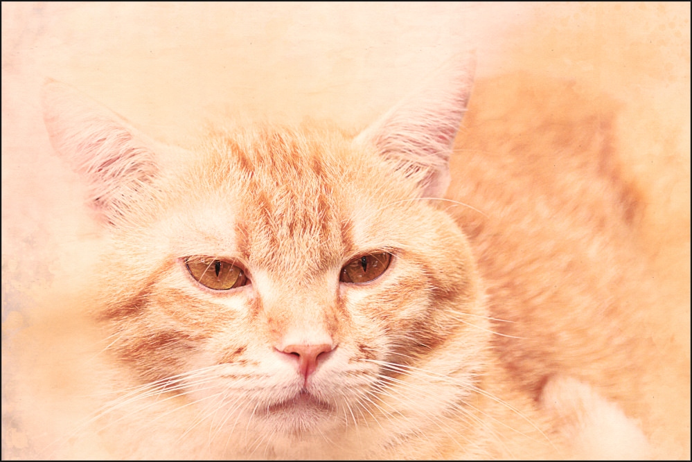 Tło fotograficzne Produktowe FLAT LAT Kulinarne