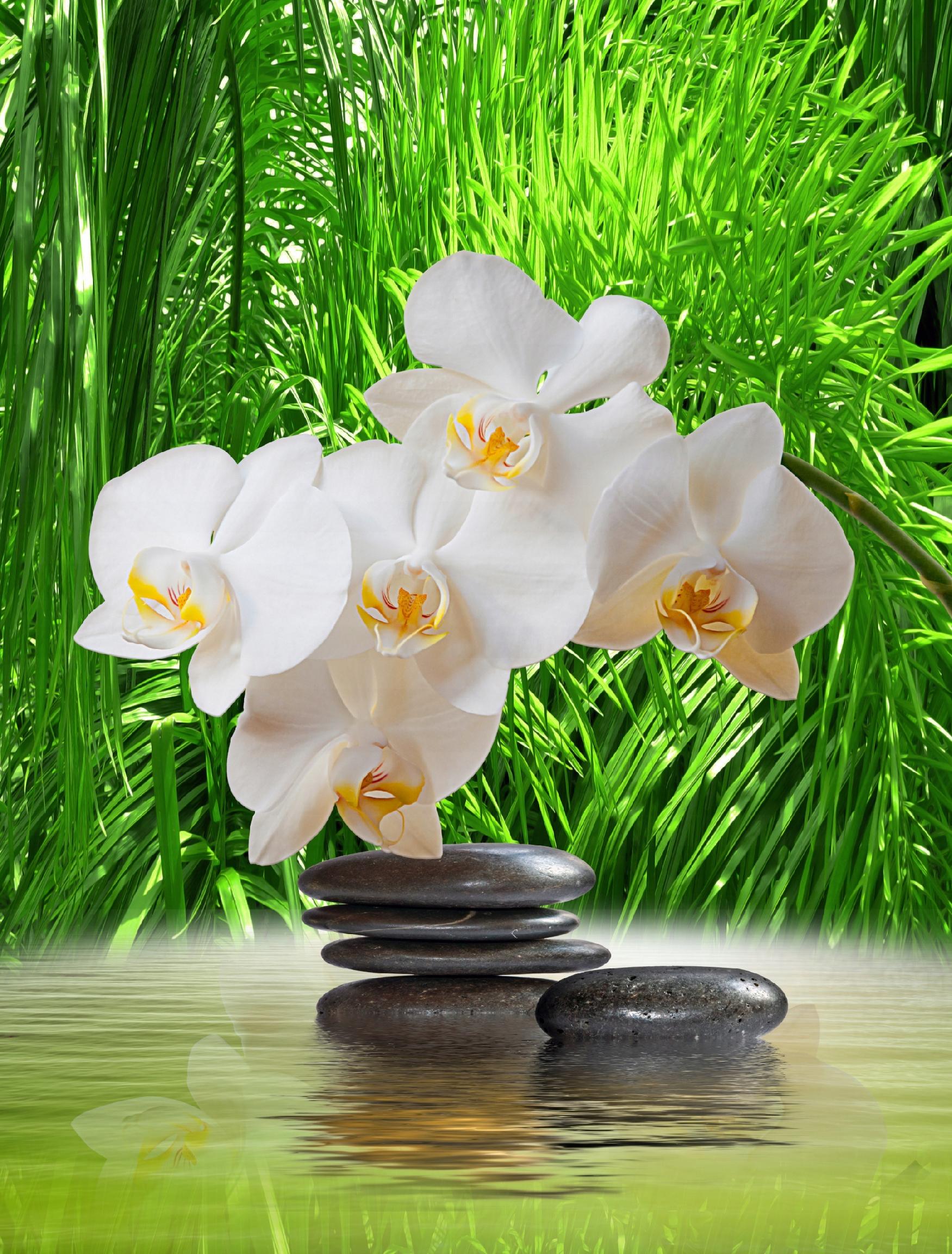 FOTOTAPETA STORCZYK NA KAMIENIU TRAWA PIĘKNE SALON