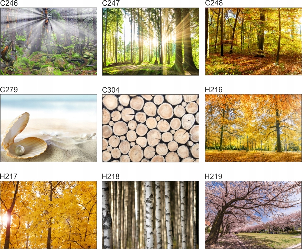 Fototapeta 3D drzewa las brzozy widok 130x80 FLIZ