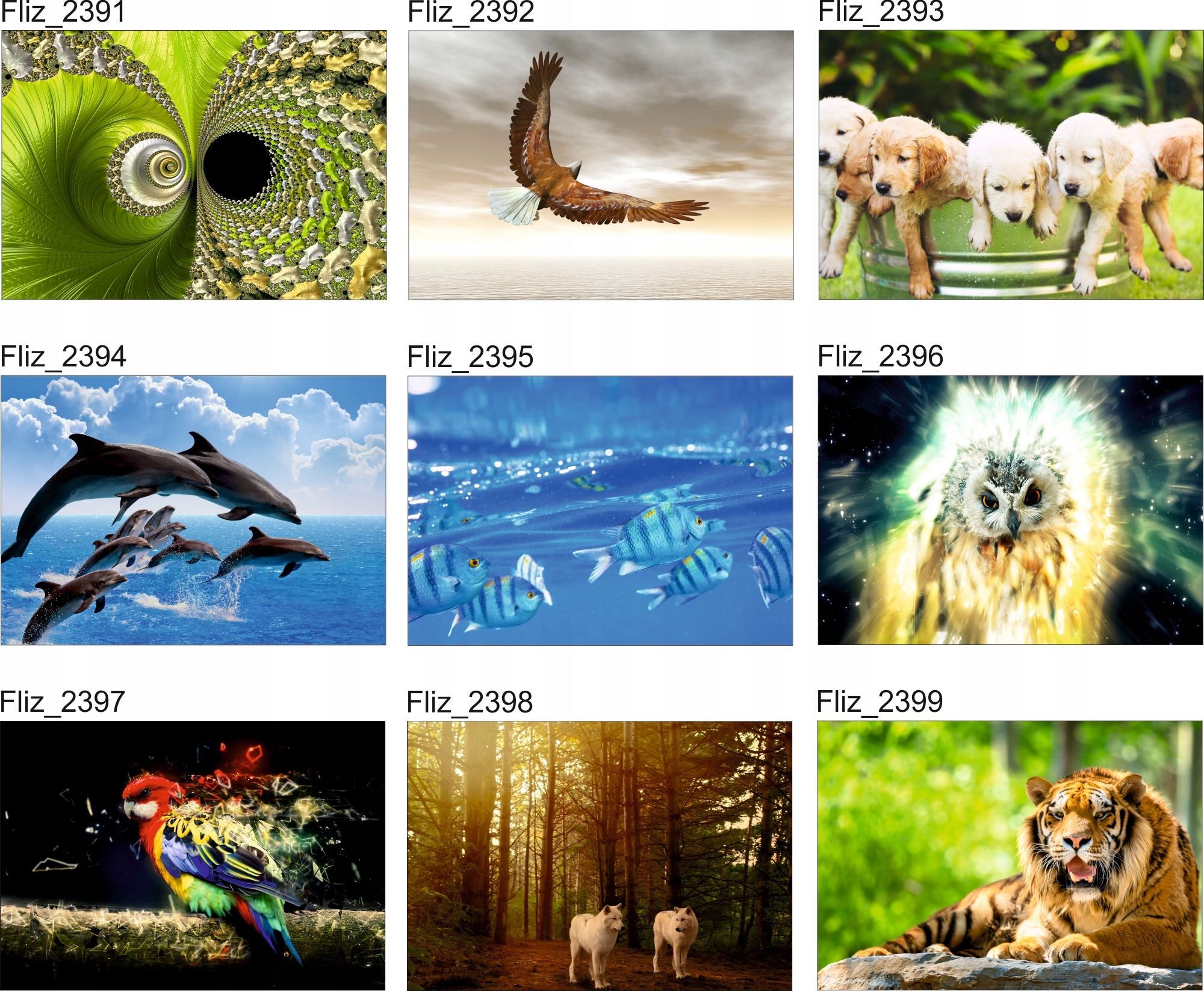 FOTOTAPETA PTAK NATURA ORZEŁ W LOCIE NIEBO WODA