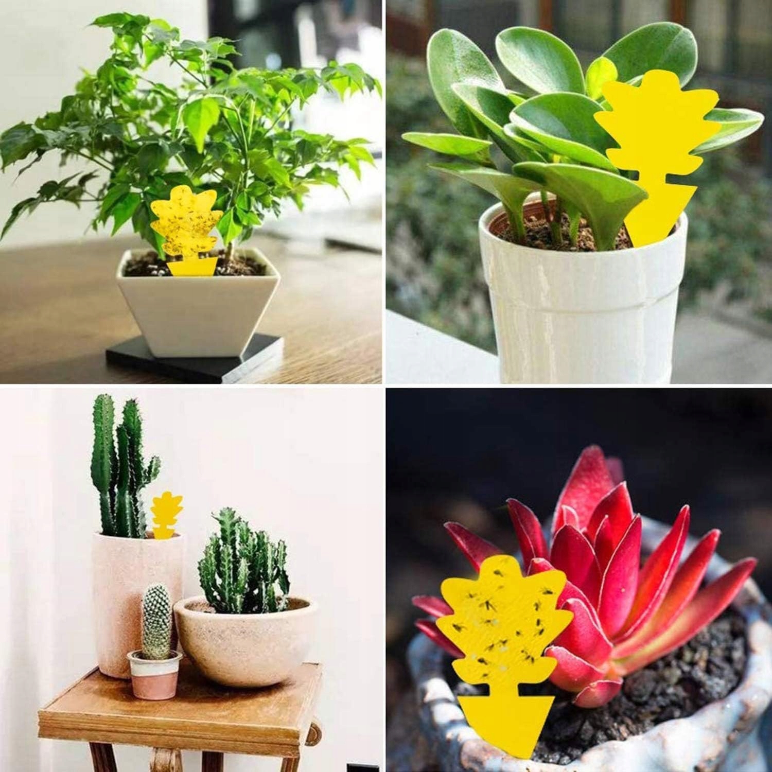 Doniczkowe lepy na owady WingRepel 40 sztuk