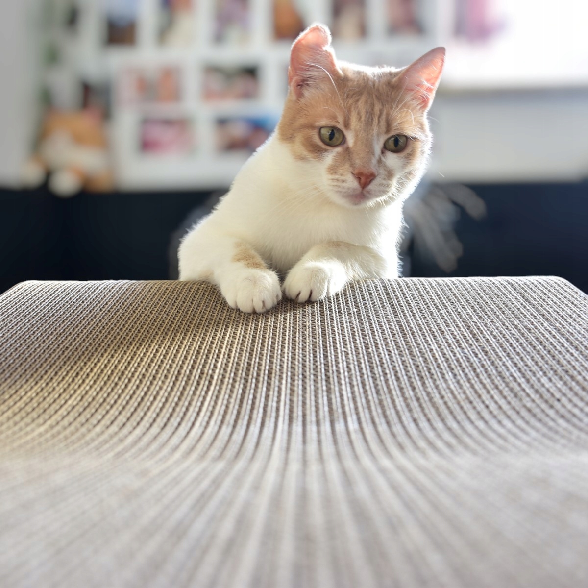 Drapak dla kota MIMI | brązowy 40cm | 70x23x40 cm | MruuPruu