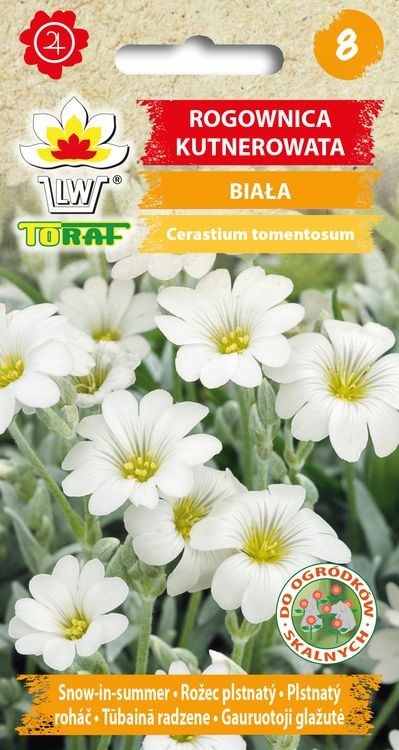 Rogownica Kutnerowata Biała nasiona
