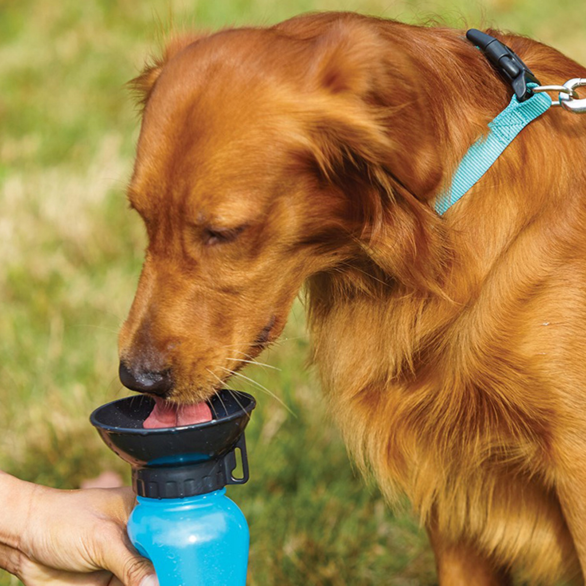 BUTELKA TURYSTYCZNA DLA PSA NA SPACER BIDON POIDŁO MISKA NA WODĘ XL 500ML