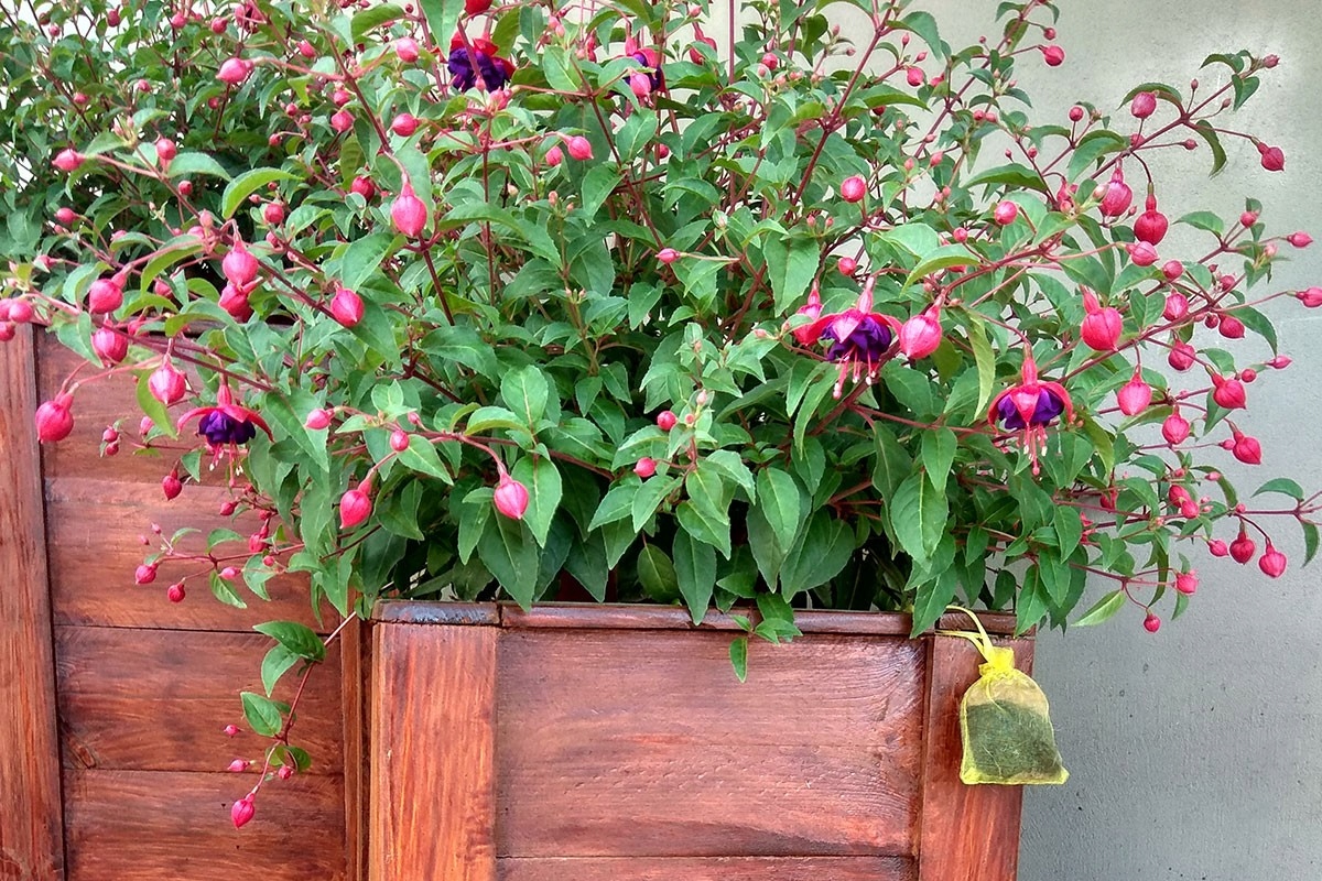 Odstraszacz Kunagone na koty dwupak skuteczny