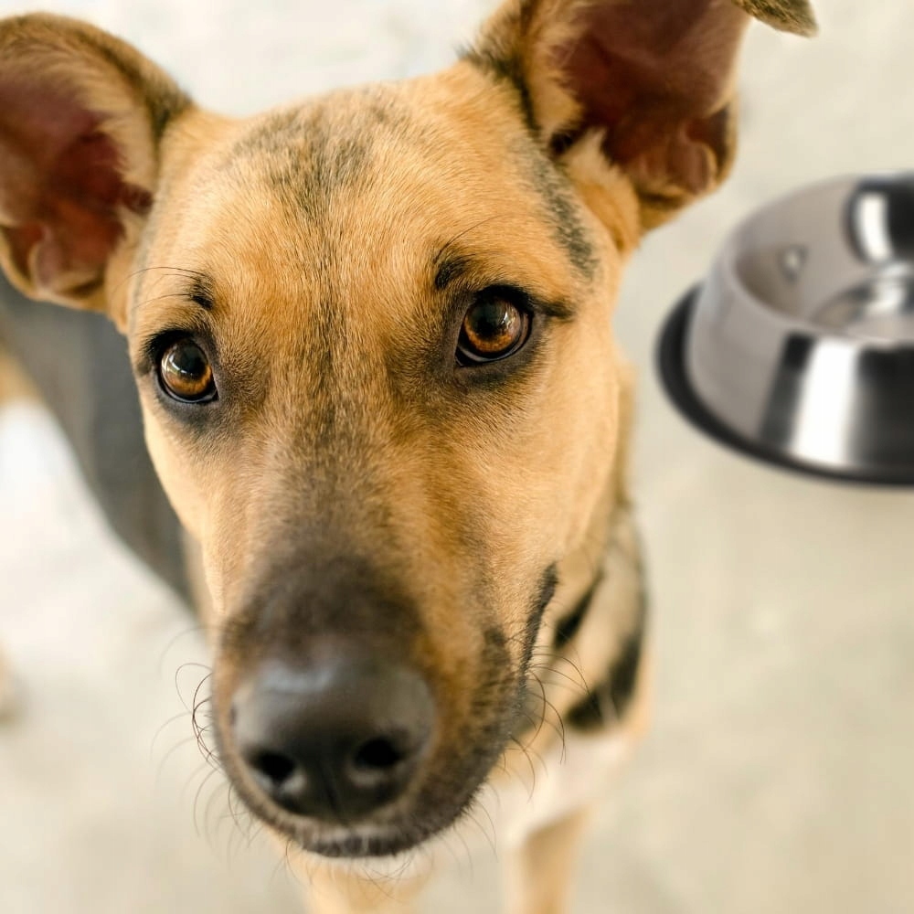 miska Dingo antypoślizgowa tabela rozmiarów nr 1-7 pojemność dla psów długie uszy