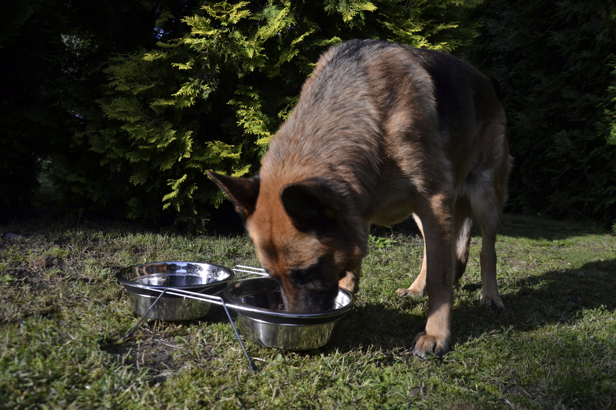 miski Dingo na stojaku widok boczny stojak nóżki gumowane