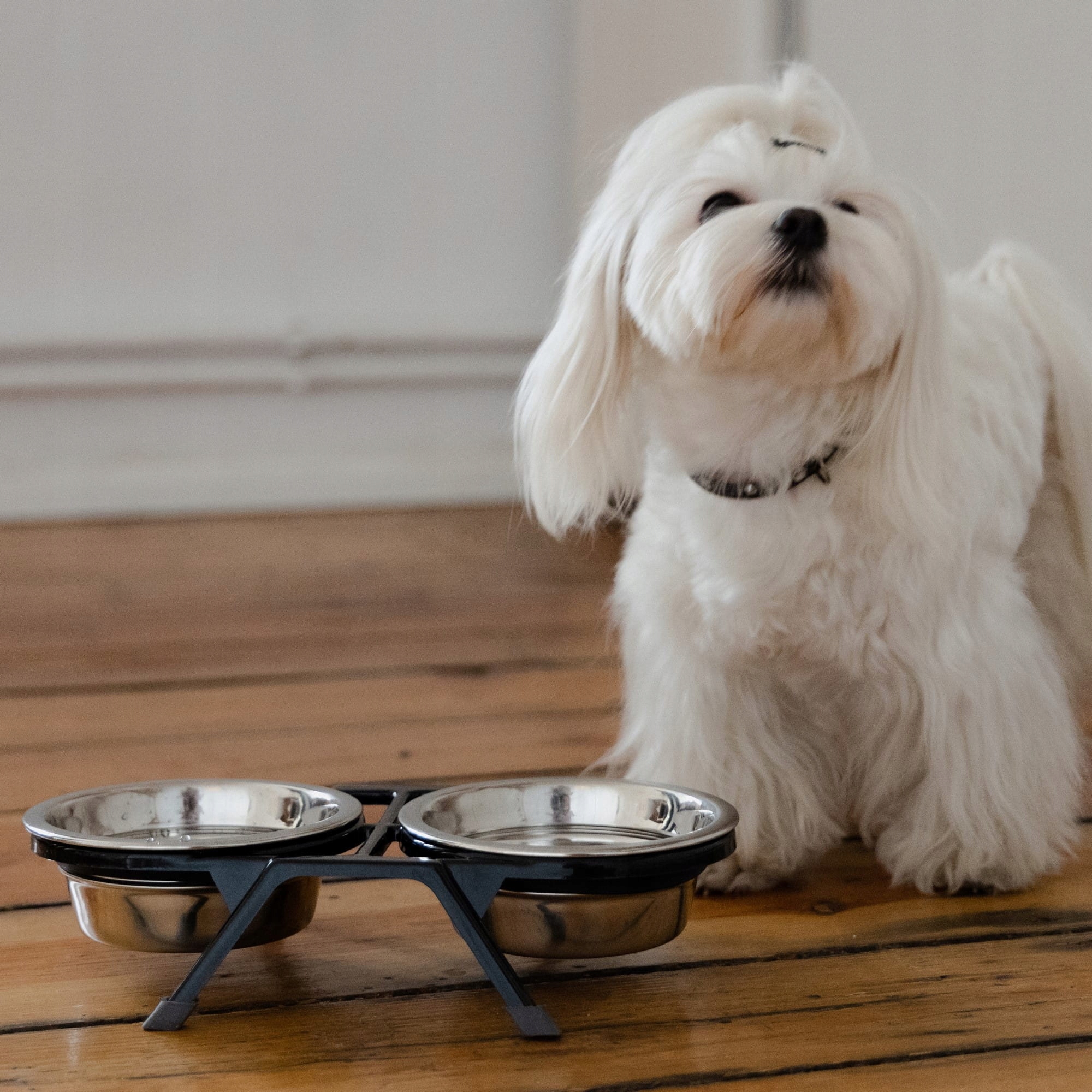 miski Dingo na stojaku stal nierdzewna guma wyprofilowane wnętrze zaokrąglone brzegi