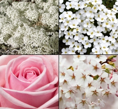 Tesori D`oriente Muschio Bianco 150Ml Dezodorant