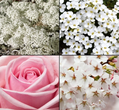 Tesori D`oriente Muschio Bianco 150Ml Dezodorant