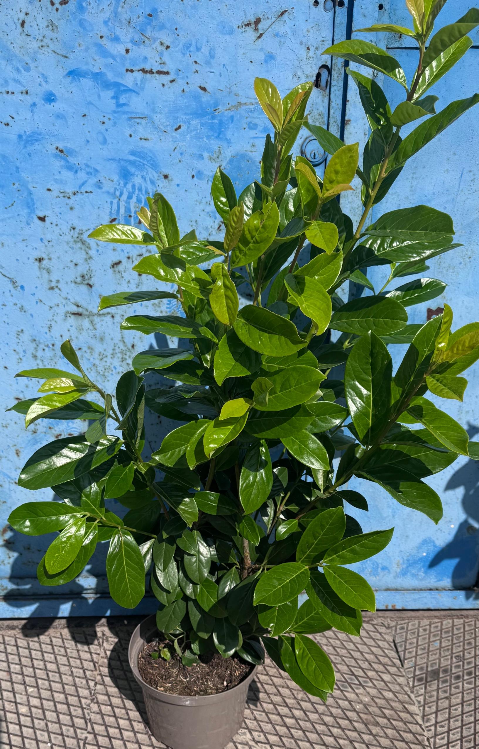 Laurowiśnia NOVITA 100-130cm w Doniczkach 3 Litrowych GOTOWY ŻYWOPŁOT